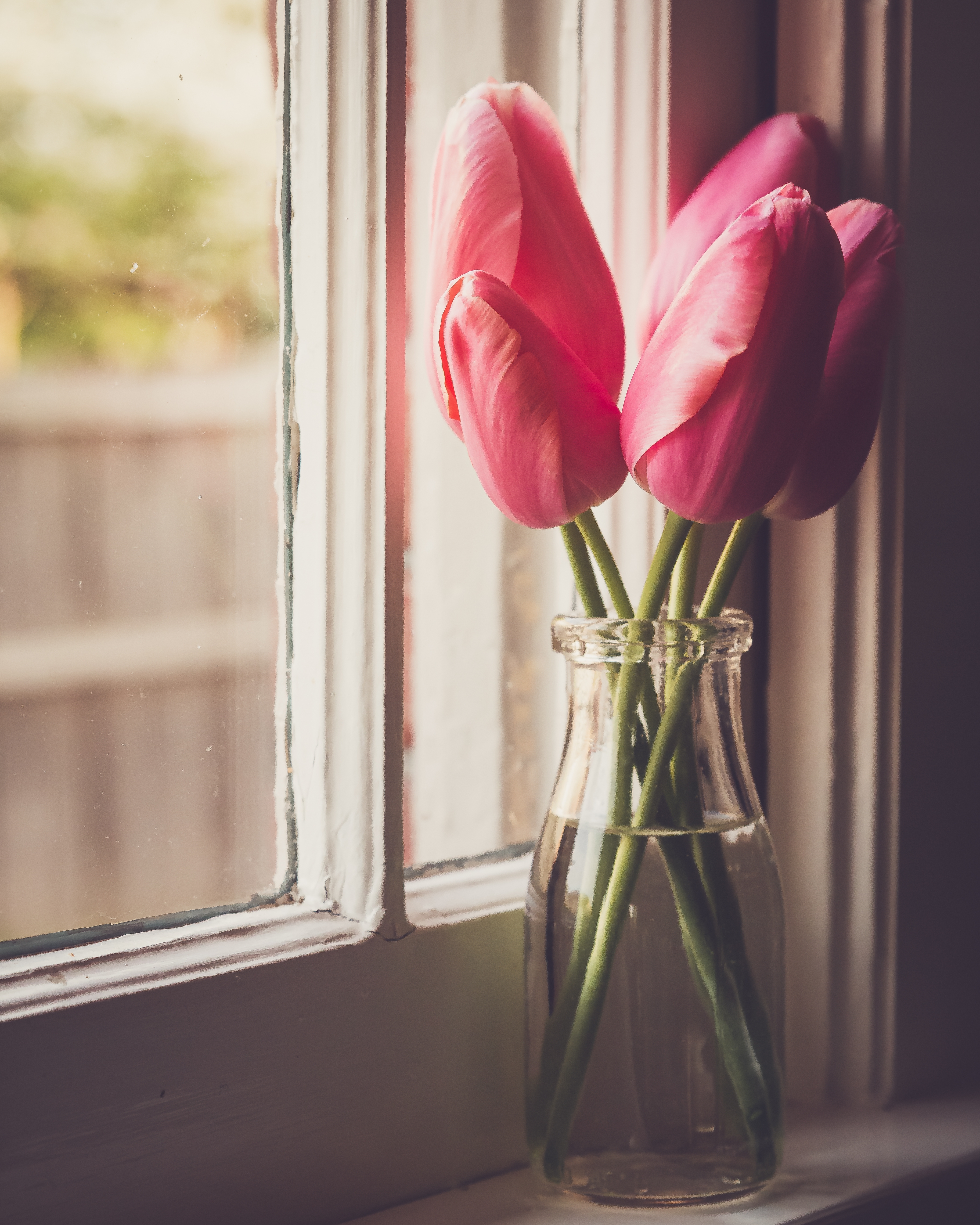 Photo free wallpaper pink tulips, pink flowers, pink tulips