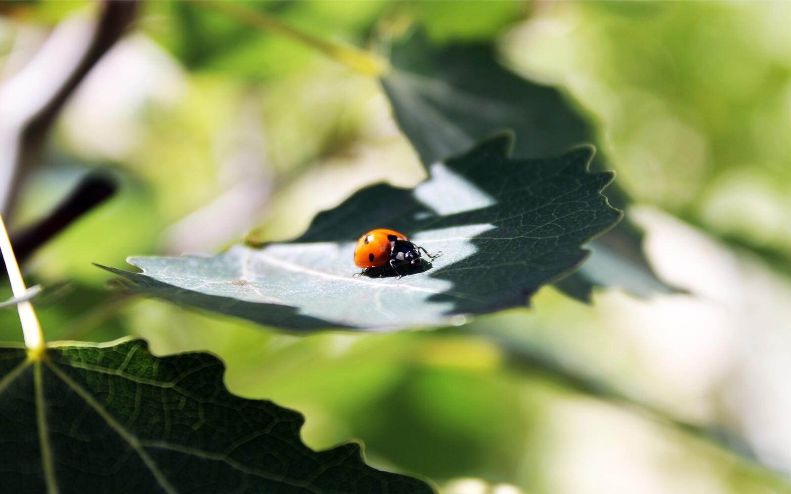 Free photo A yellow ladybug on a green leaf.