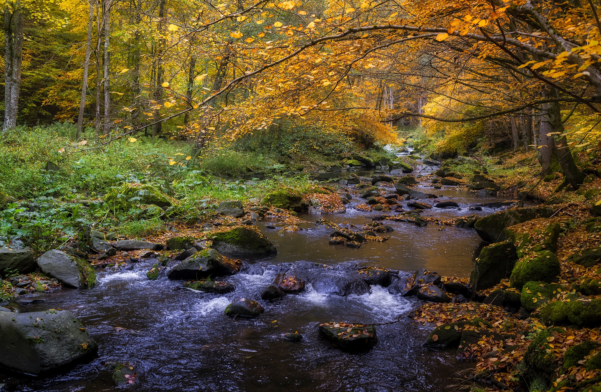 Бесплатно осень, река, лес - фото красивые