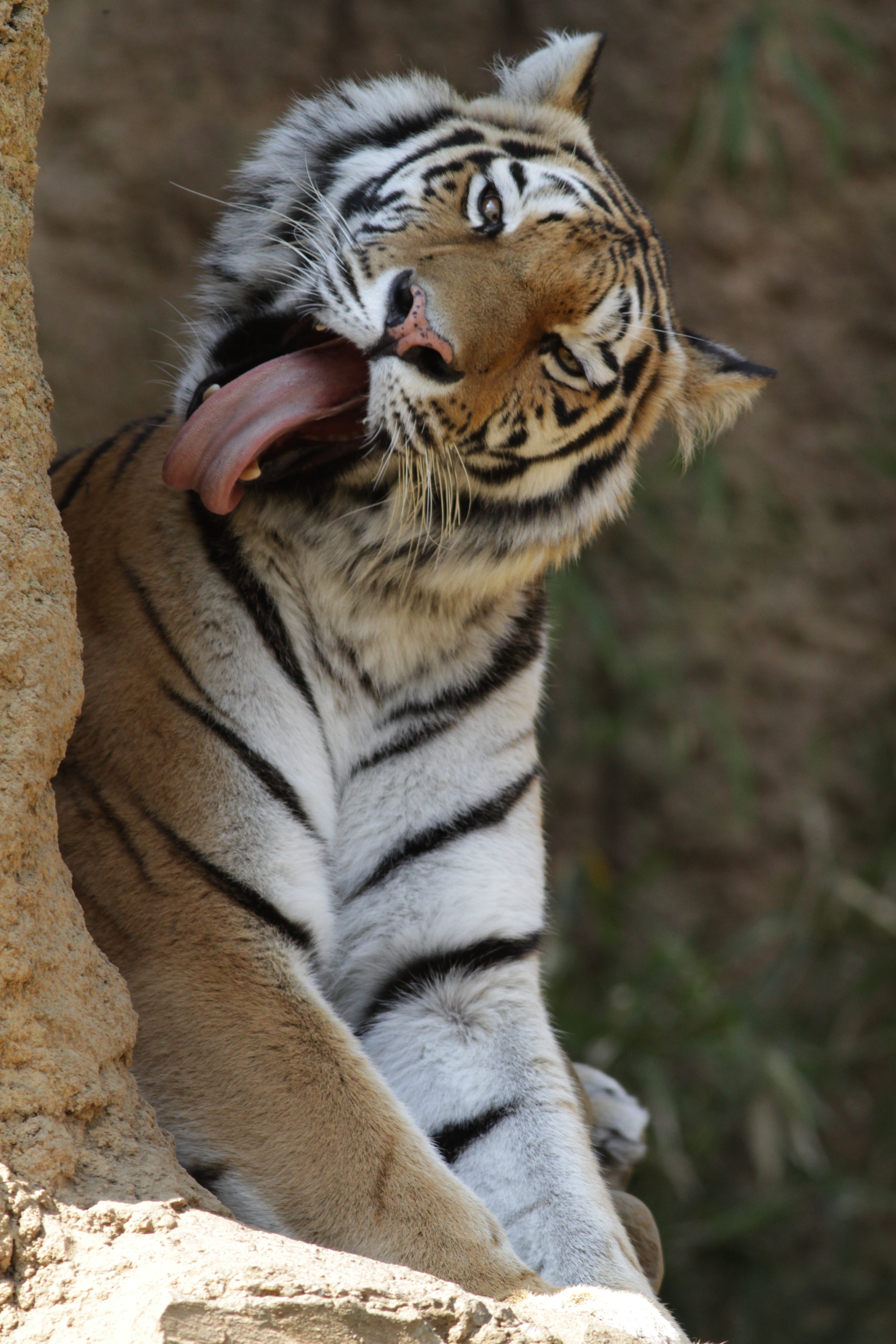 Фото бесплатно тигр, высунутый язык, хищник