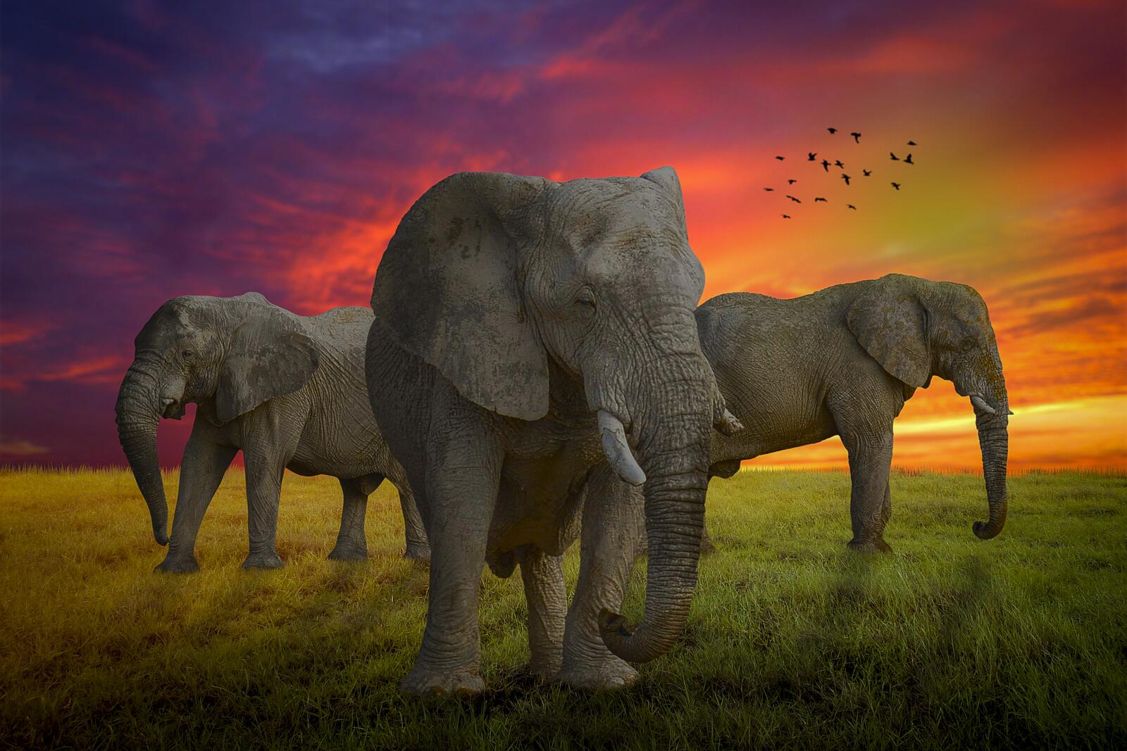 Wallpapers sunset field elephants on the desktop