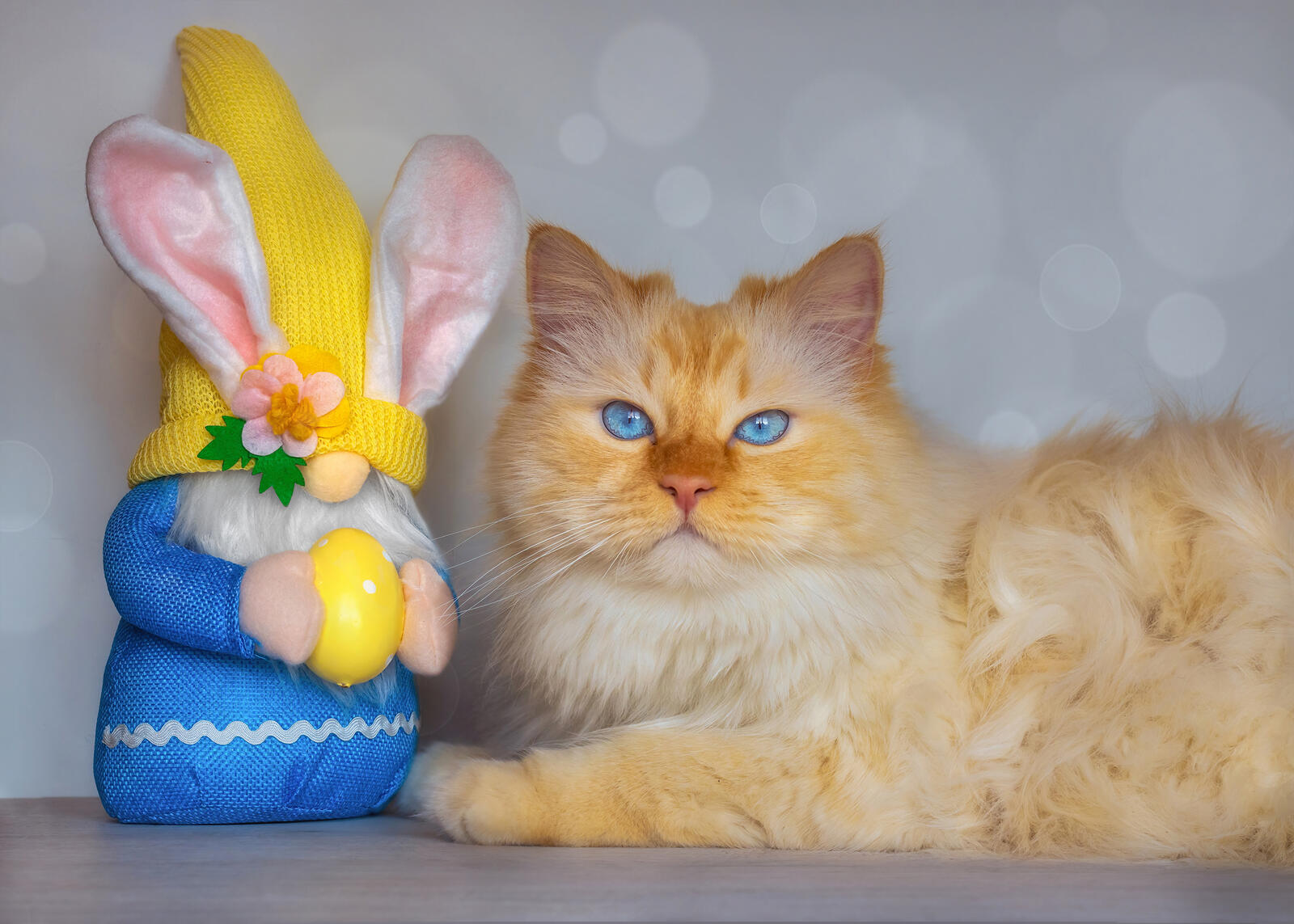 Wallpapers animal easter cat on the desktop