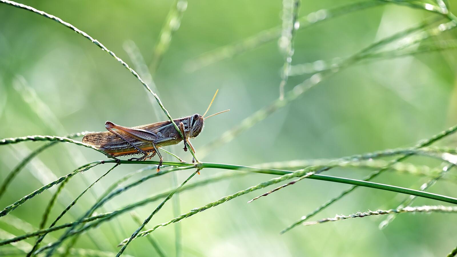 Wallpapers insects grass grasshopper on the desktop
