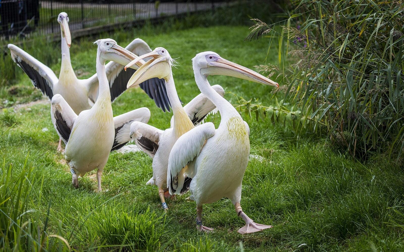 Обои птицы обои семья пеликанов белая птица на рабочий стол