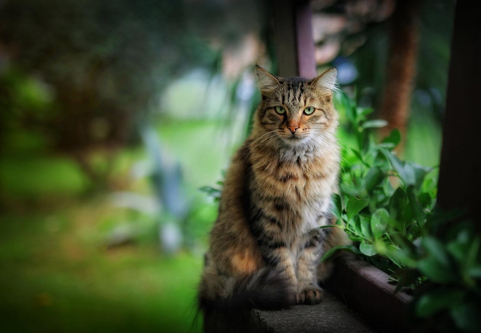 Free photo A woolly cat sits outside
