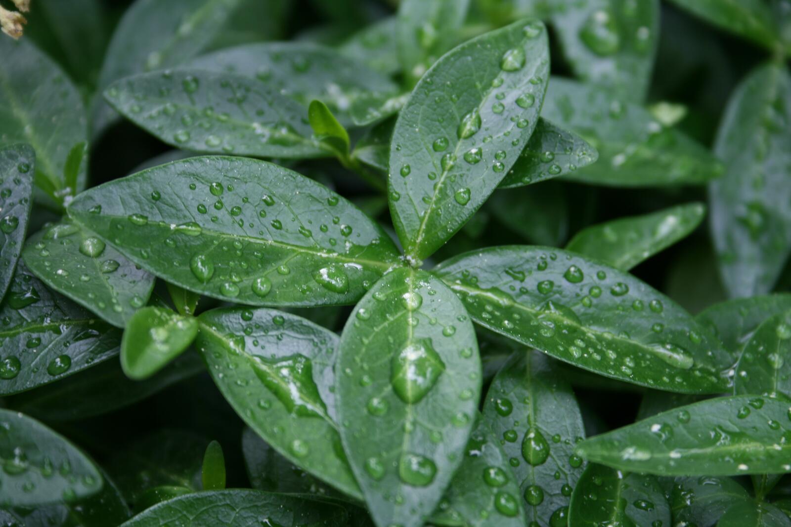 Бесплатное фото Капли дождя на зеленых листьях