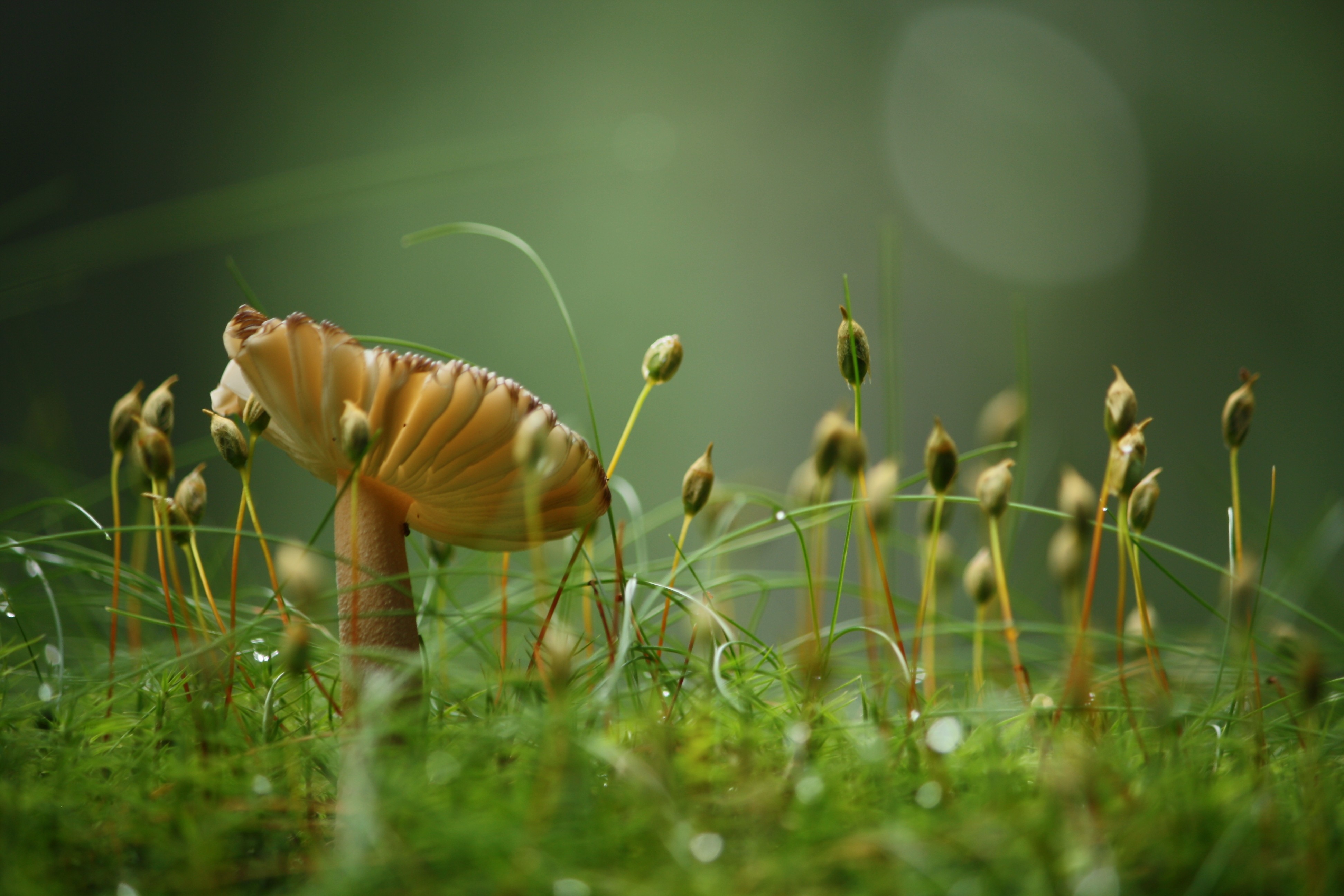 蘑菇生长在低矮的绿草地上