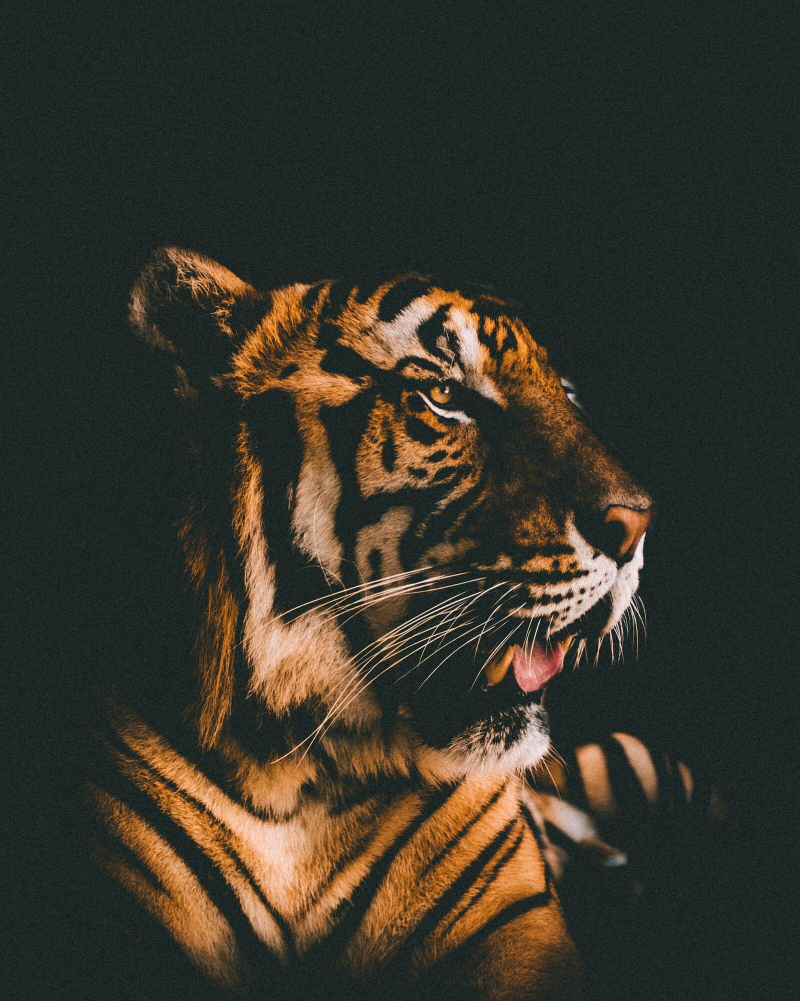 Wallpapers predator tiger dark background on the desktop