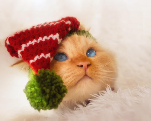 животные кошки зимняя шапка