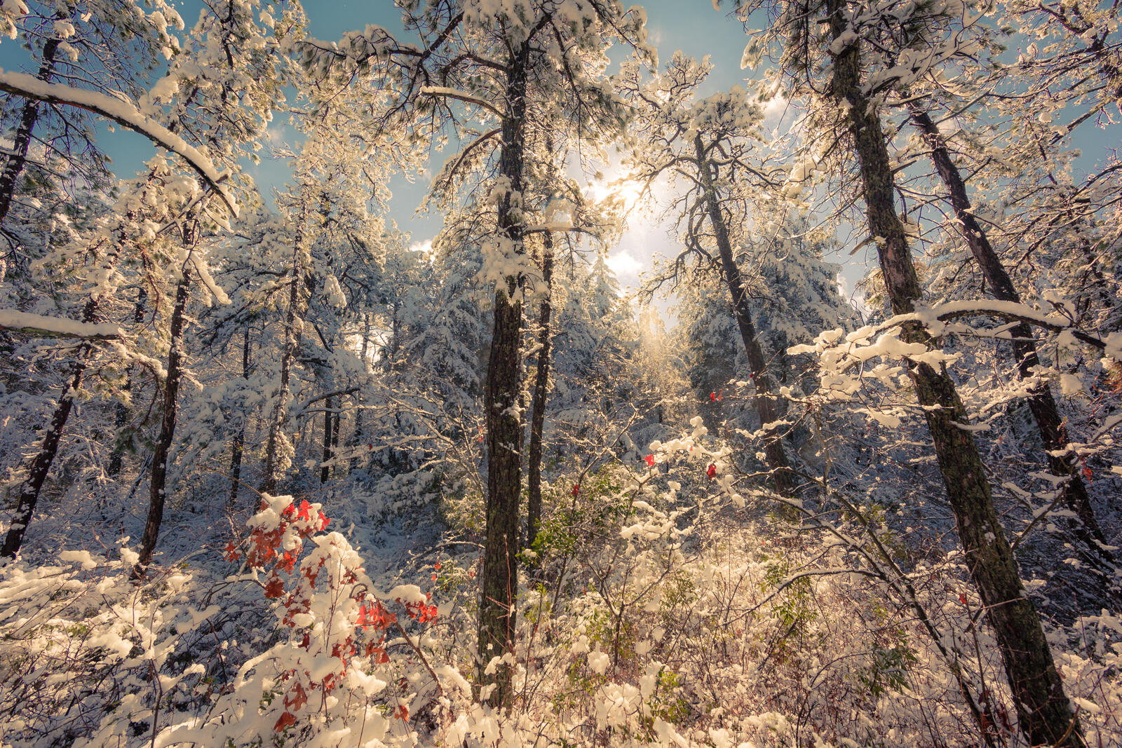 Бесплатное фото Сказочный зимний лес в солнечных лучах