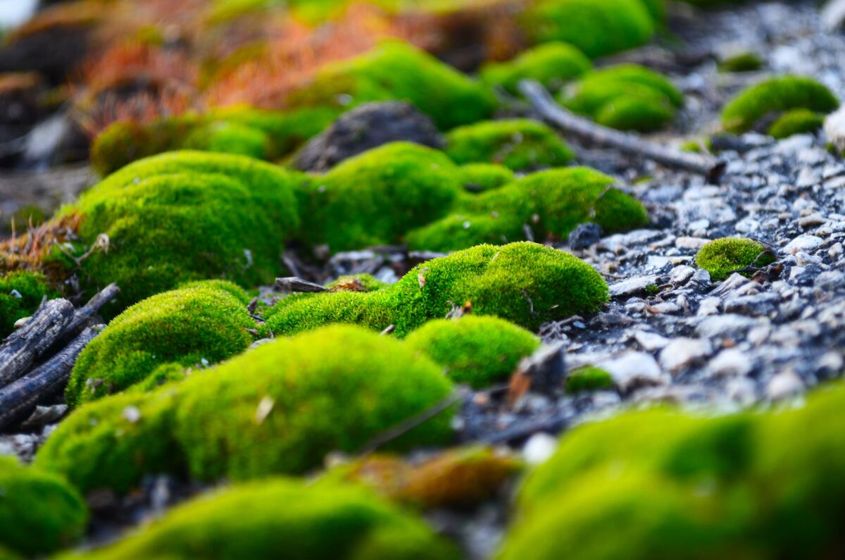 The moss on the stones