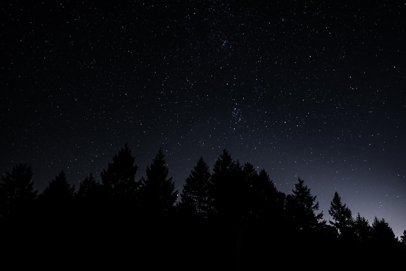 Wallpapers radiance trees starry sky on the desktop