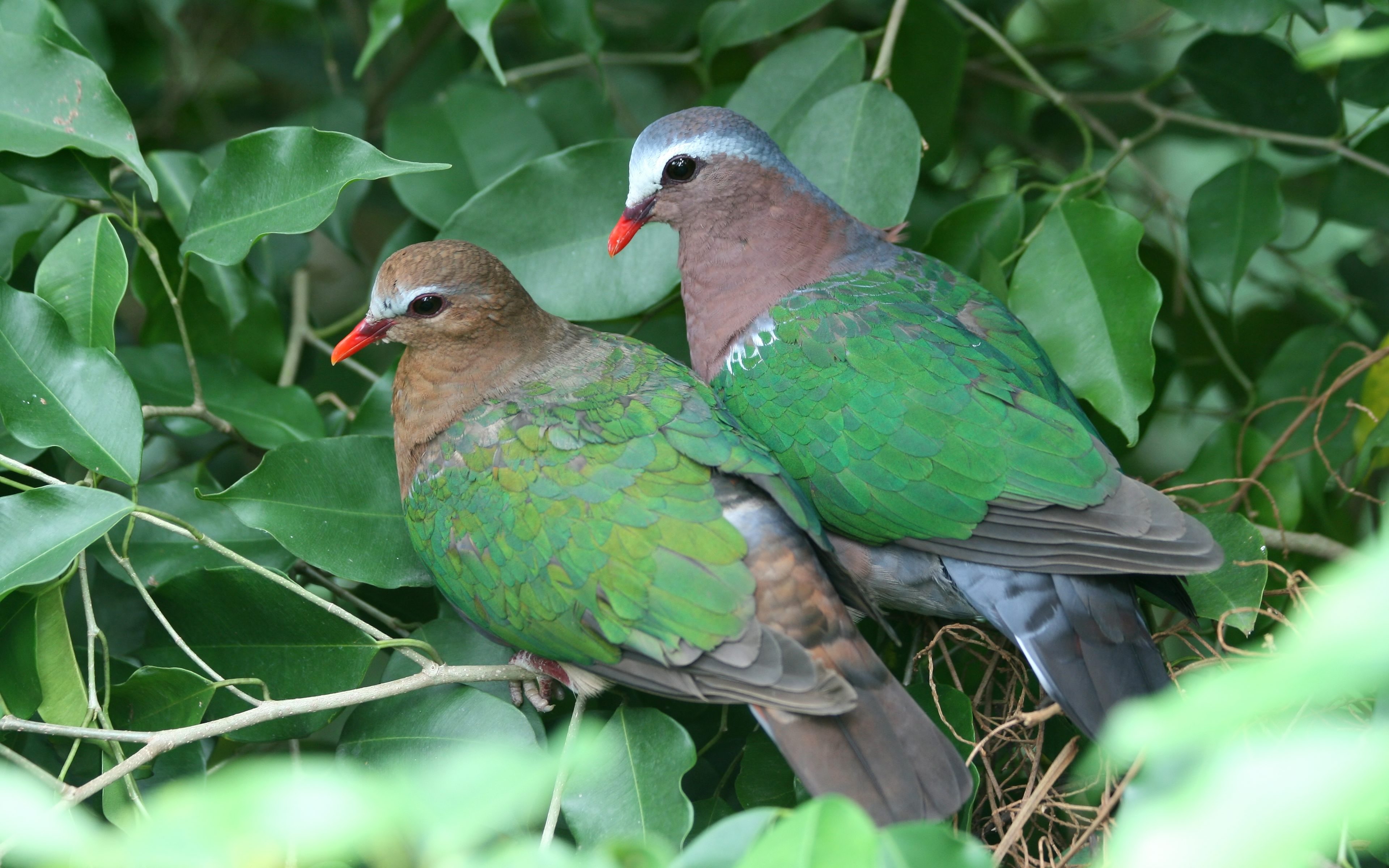 Фото бесплатно обои птичья пара, листья, природа