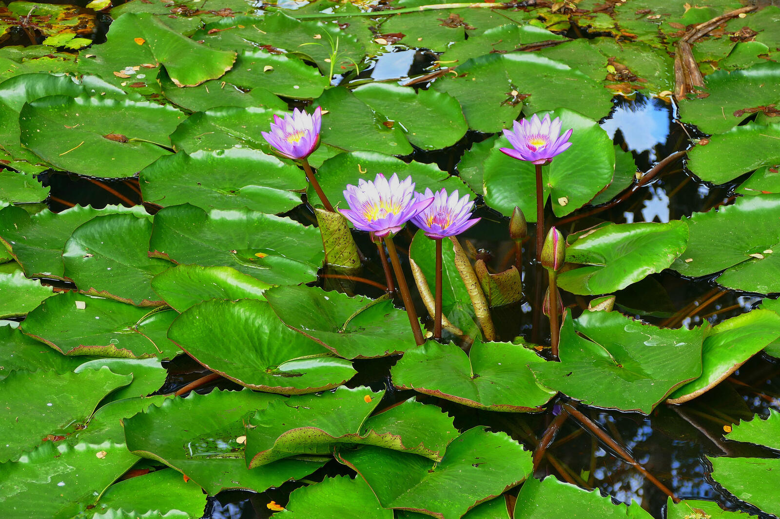 Wallpapers water-lilies water lily water beauty on the desktop