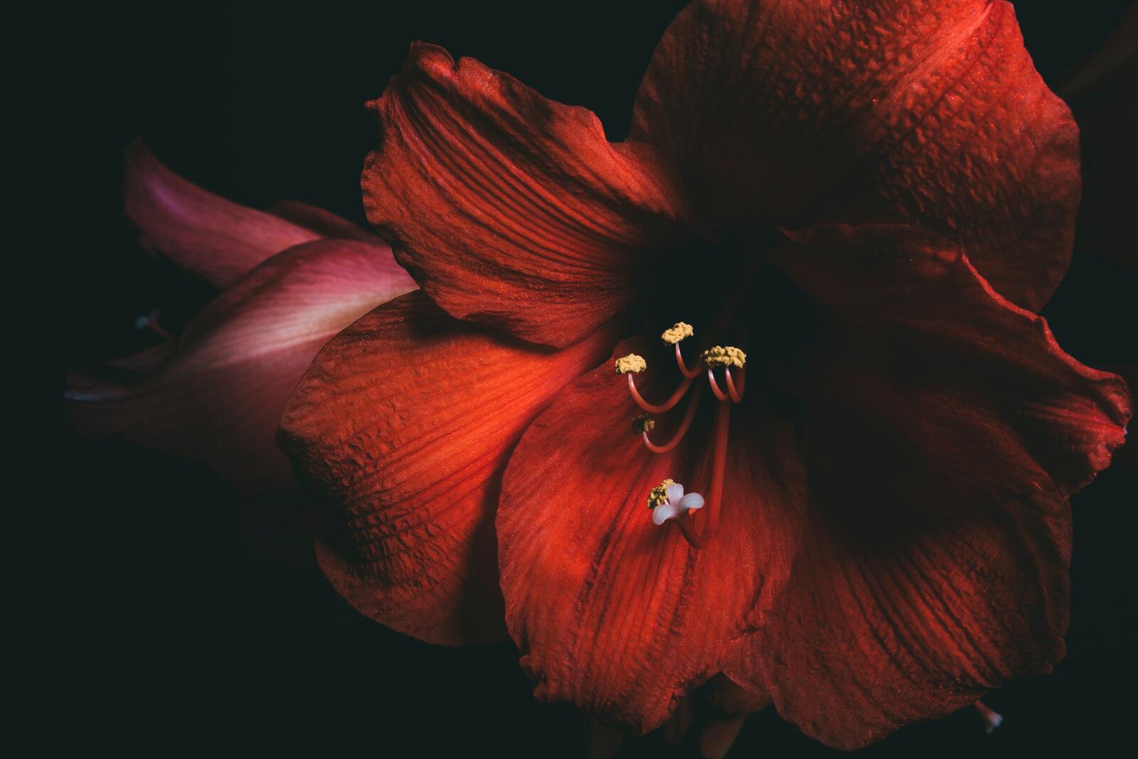 Обои amaryllis красный цветок макро на рабочий стол