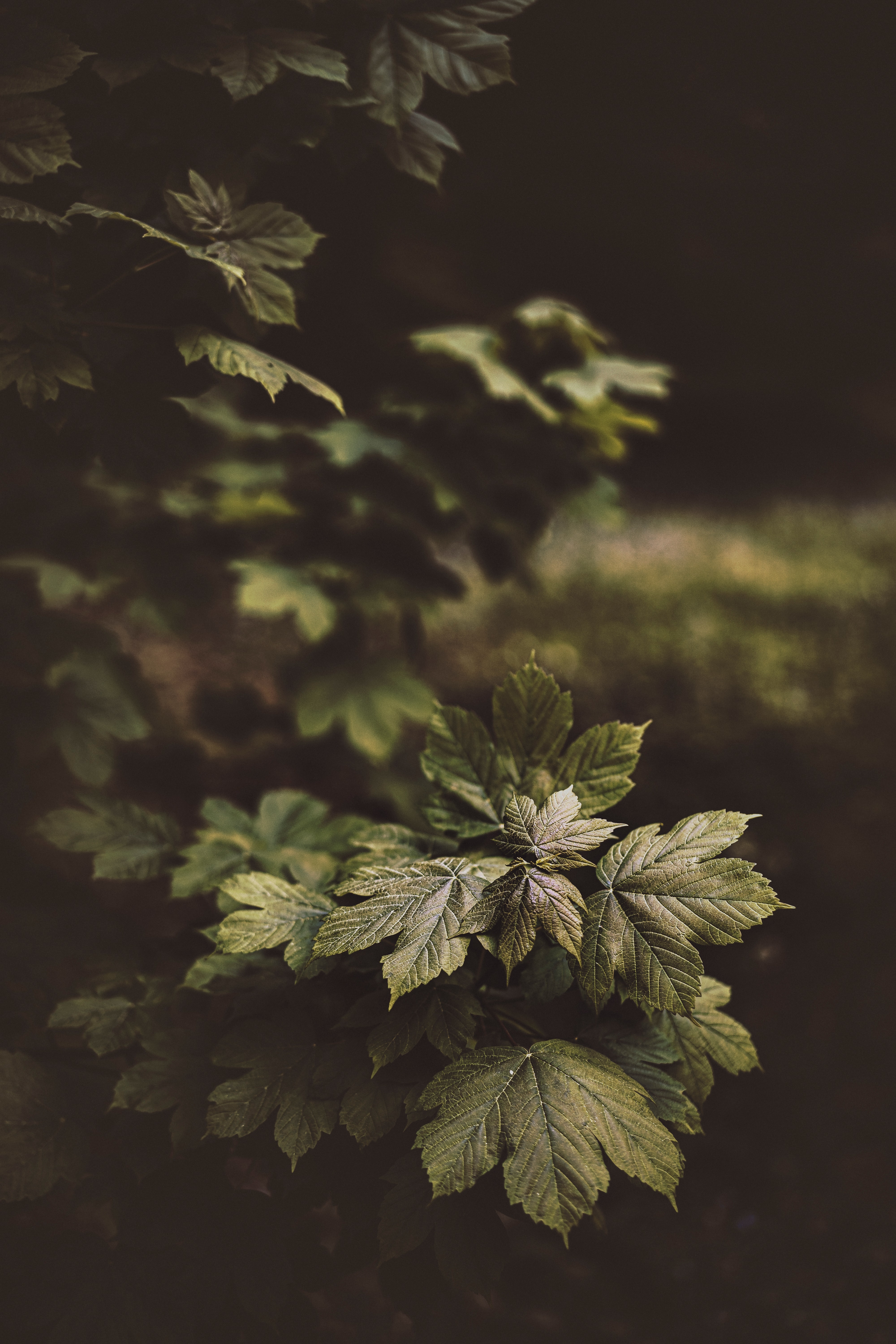Фото бесплатно глянцевые листья, зеленые листья, растения