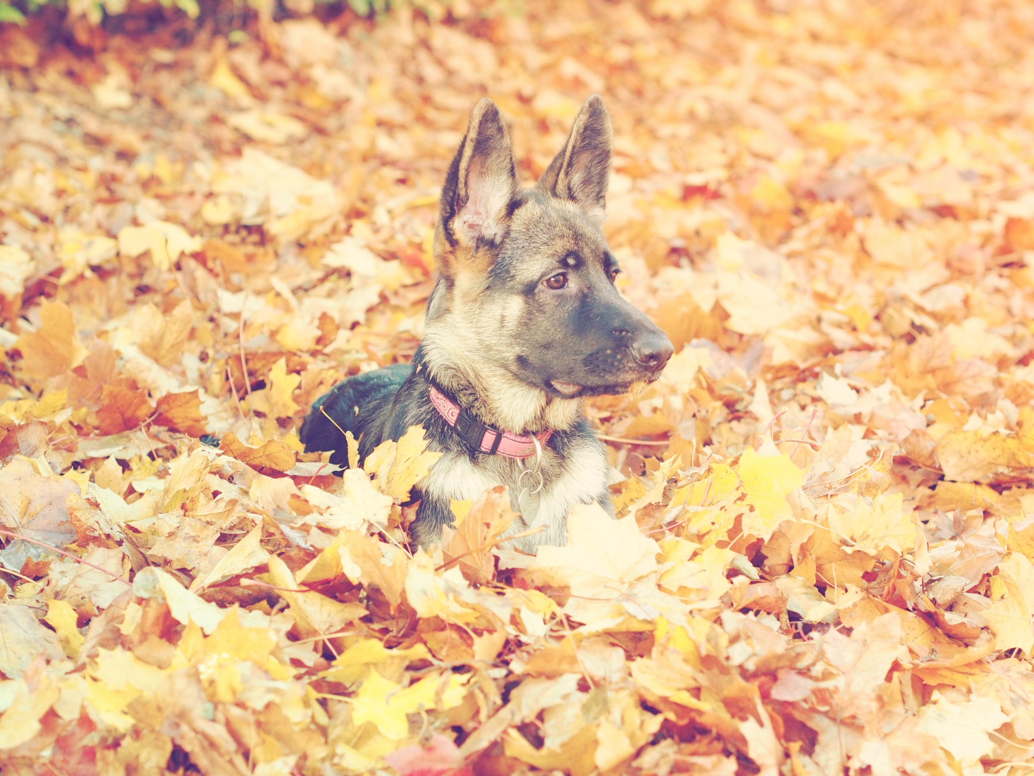 Обои лист, щенок, собака, осень, млекопитающее, сезон, позвоночные - бесплатные картинки на Fonwall