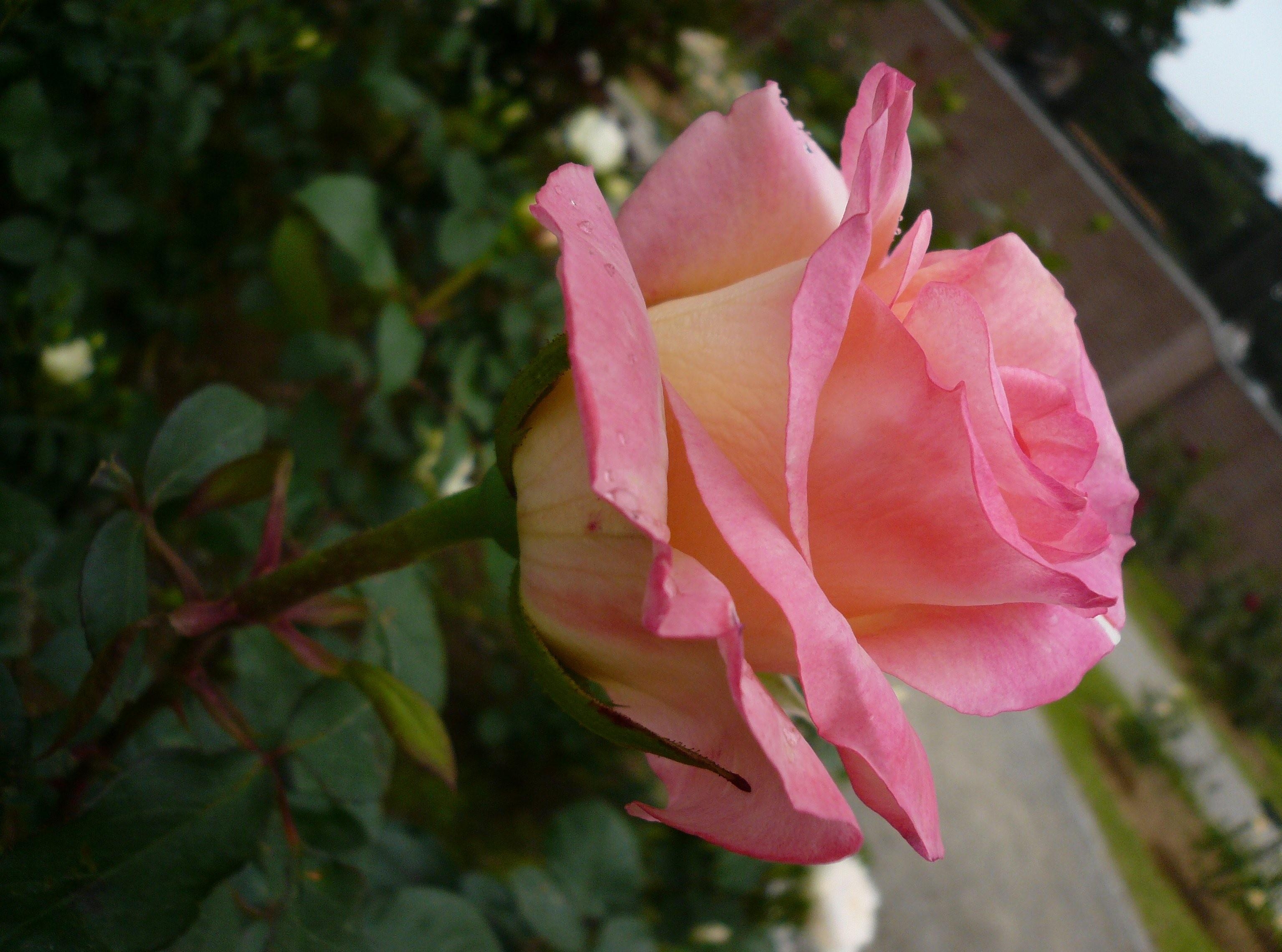 Фото бесплатно роза, цветок, клумба