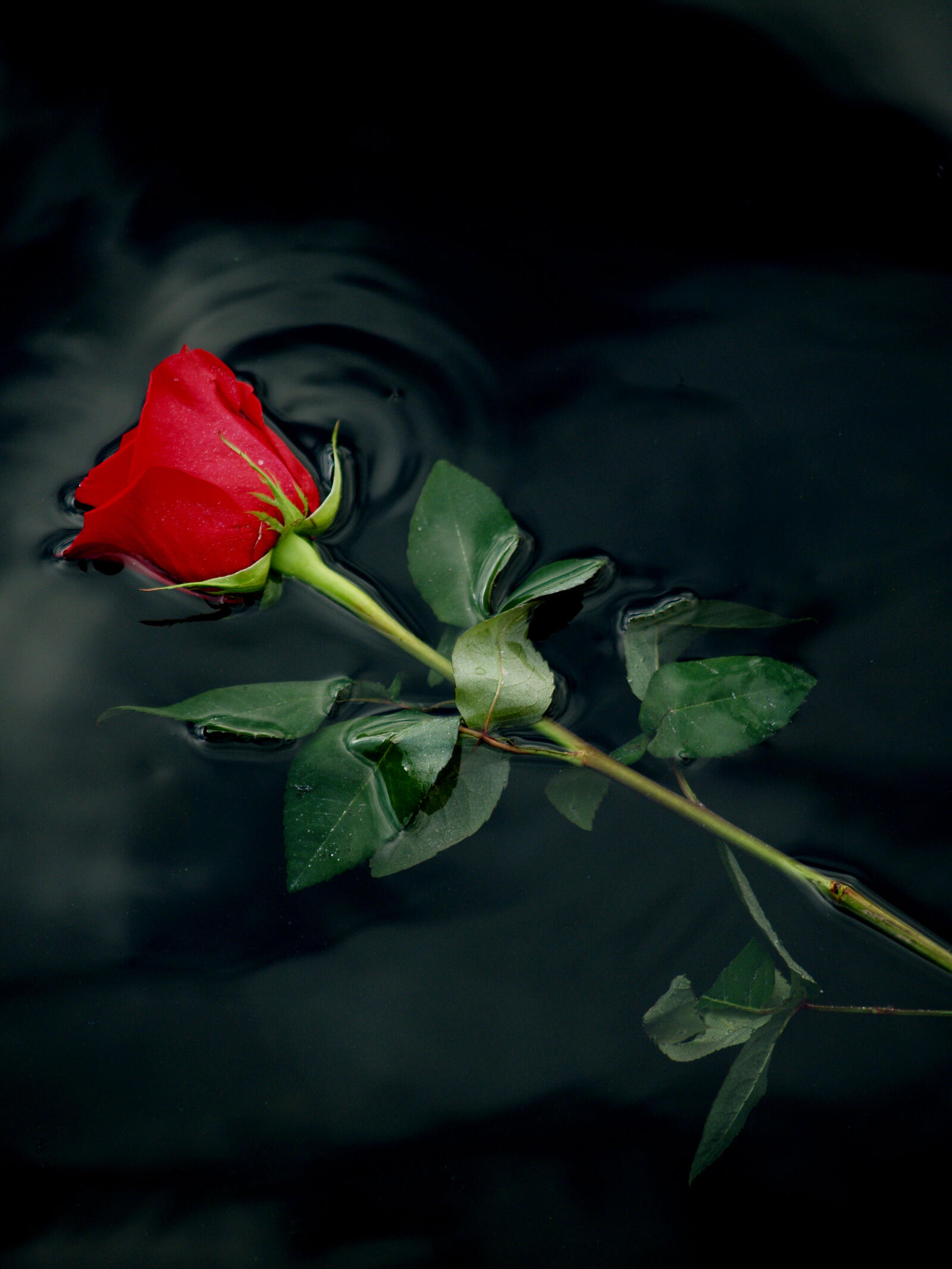 Бесплатное фото Самая красивая роза