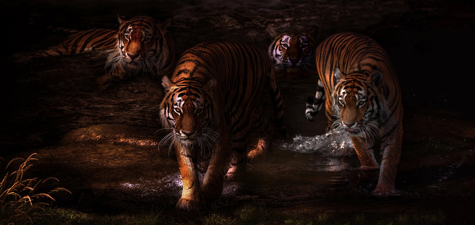Wallpapers twilight river tigers on the desktop