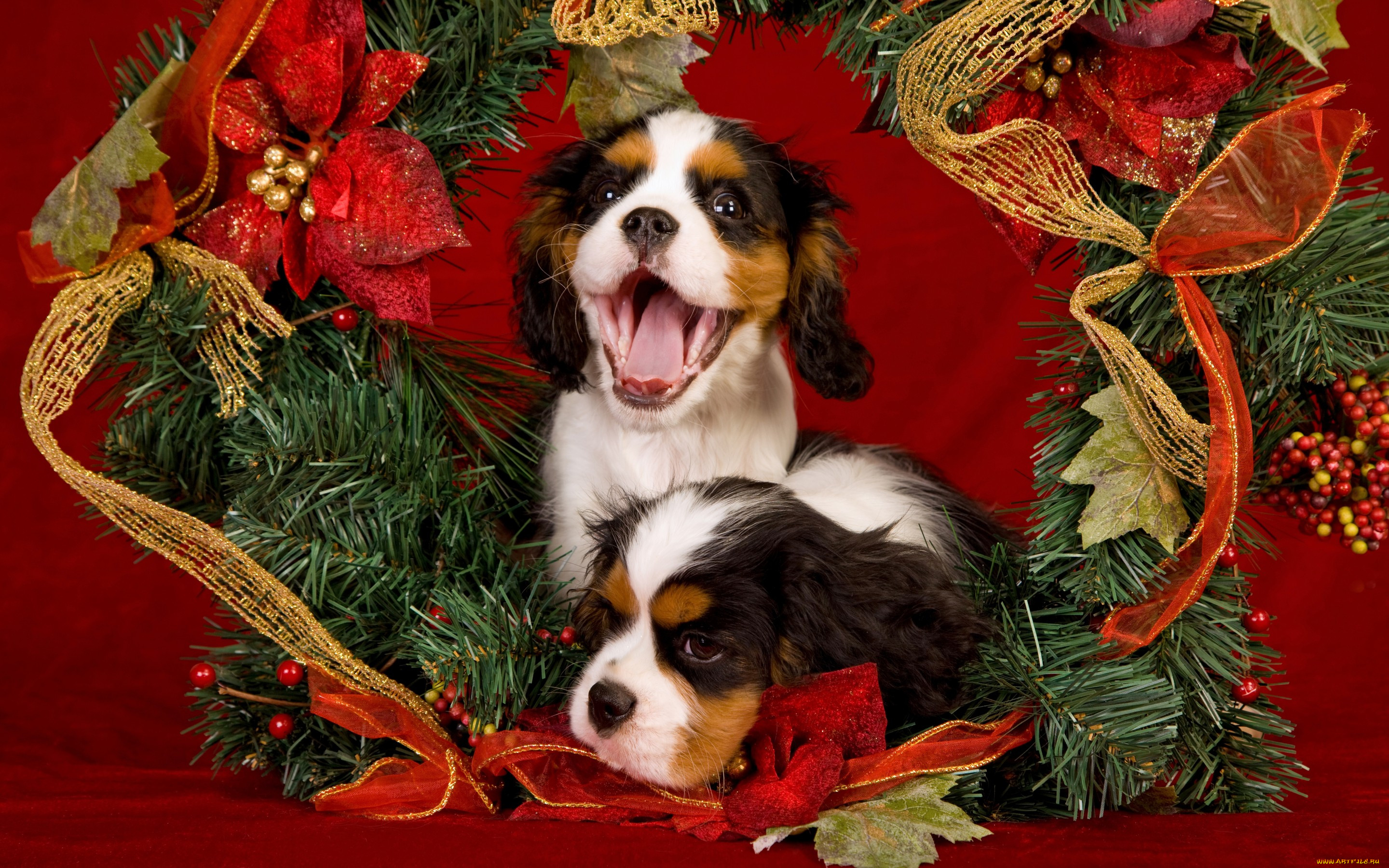 Wallpapers two puppy new year 2022 on the desktop