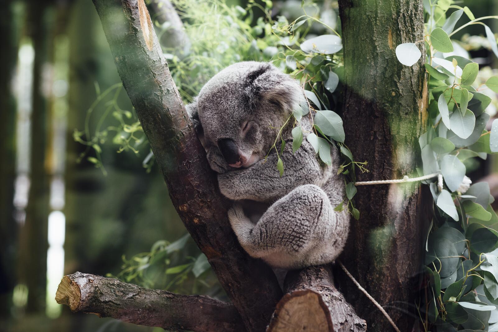 Wallpapers koala tree sleep on the desktop