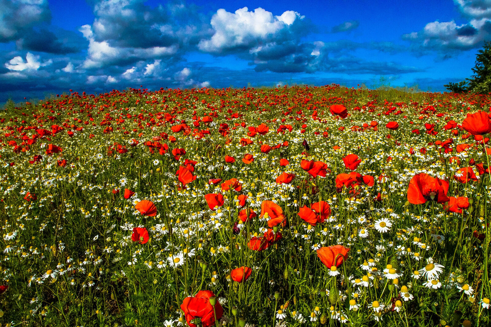 Wallpapers flowers poppies daisies on the desktop