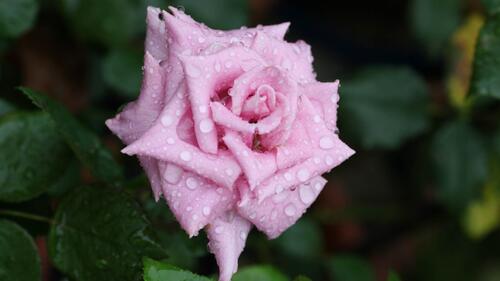 Бутон розовой розы под дождем