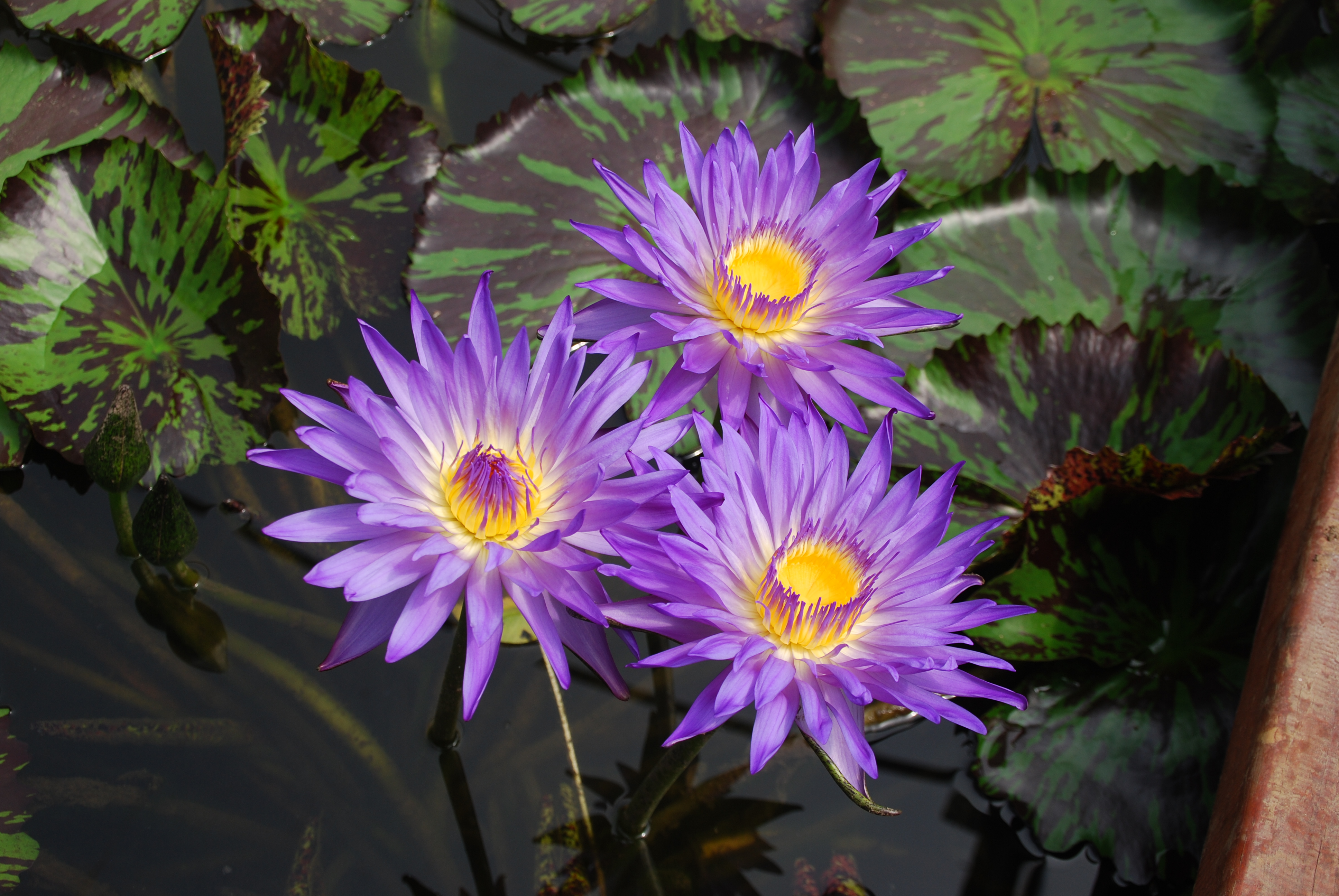 Wallpapers flower three flowers water lily on the desktop
