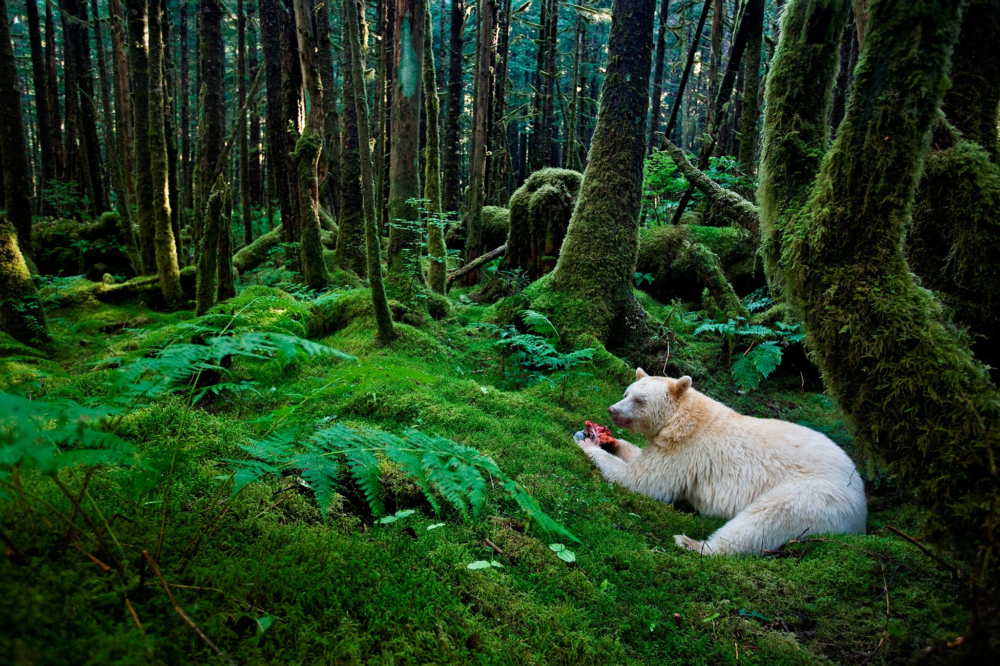 Обои мох лес белый медведь на рабочий стол