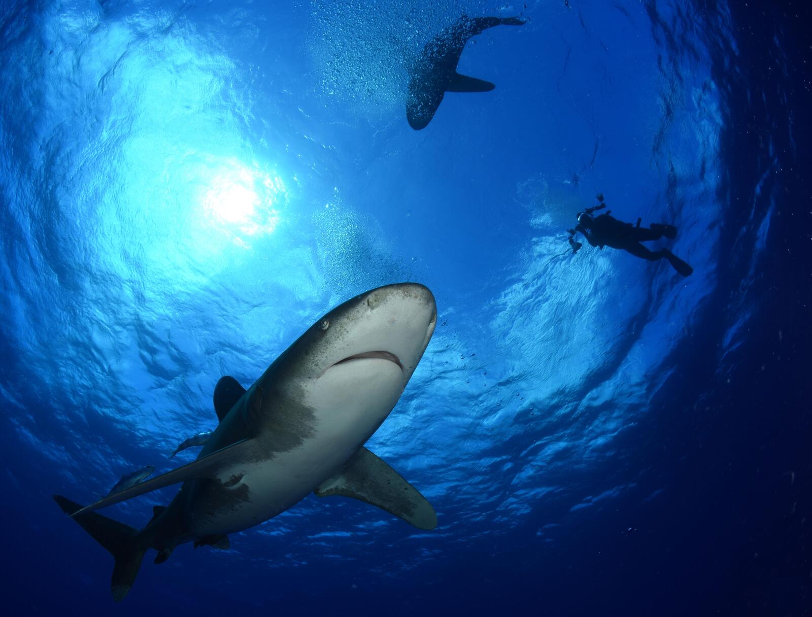 Бесплатное фото Заставка акулы, морские обитатели на рабочий стол