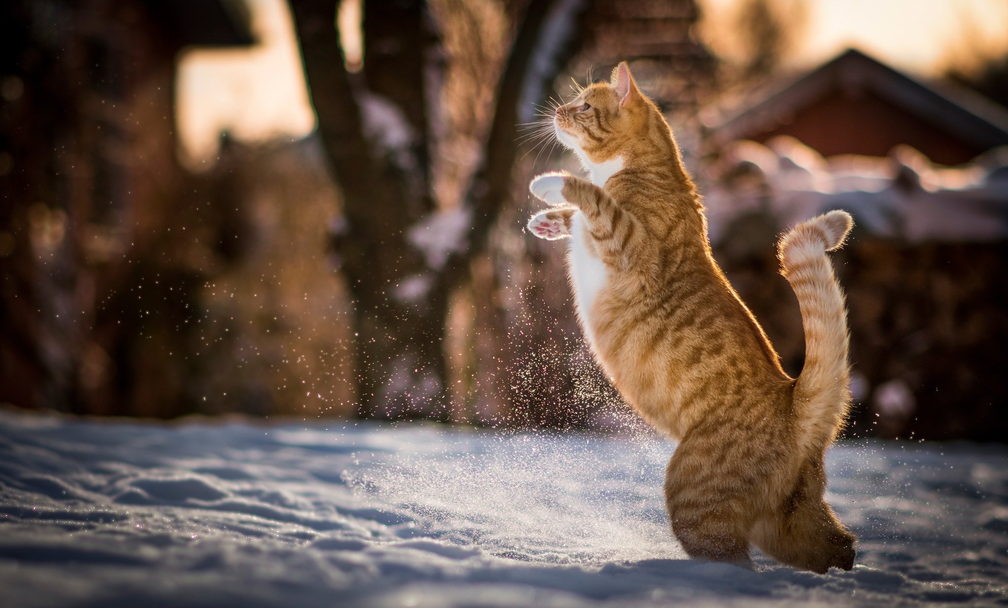 Фото бесплатно снег, обои игривая кошка, кошки