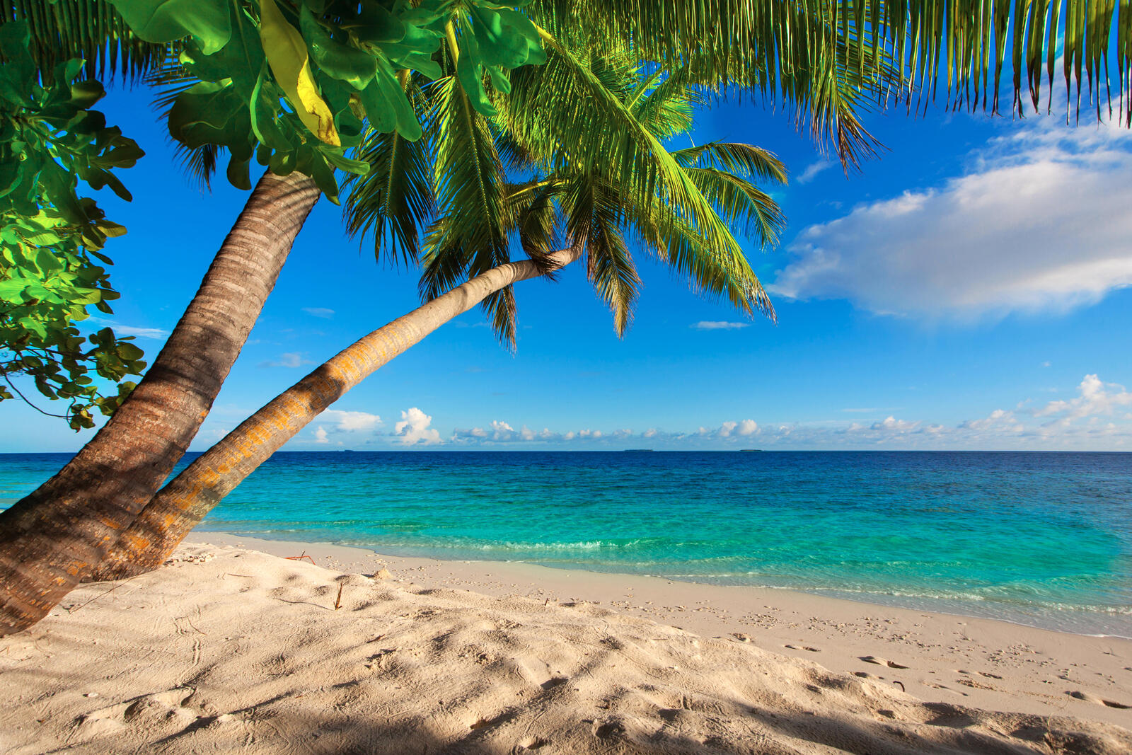 Обои пляж пальмовые листья песчаный пляж на рабочий стол