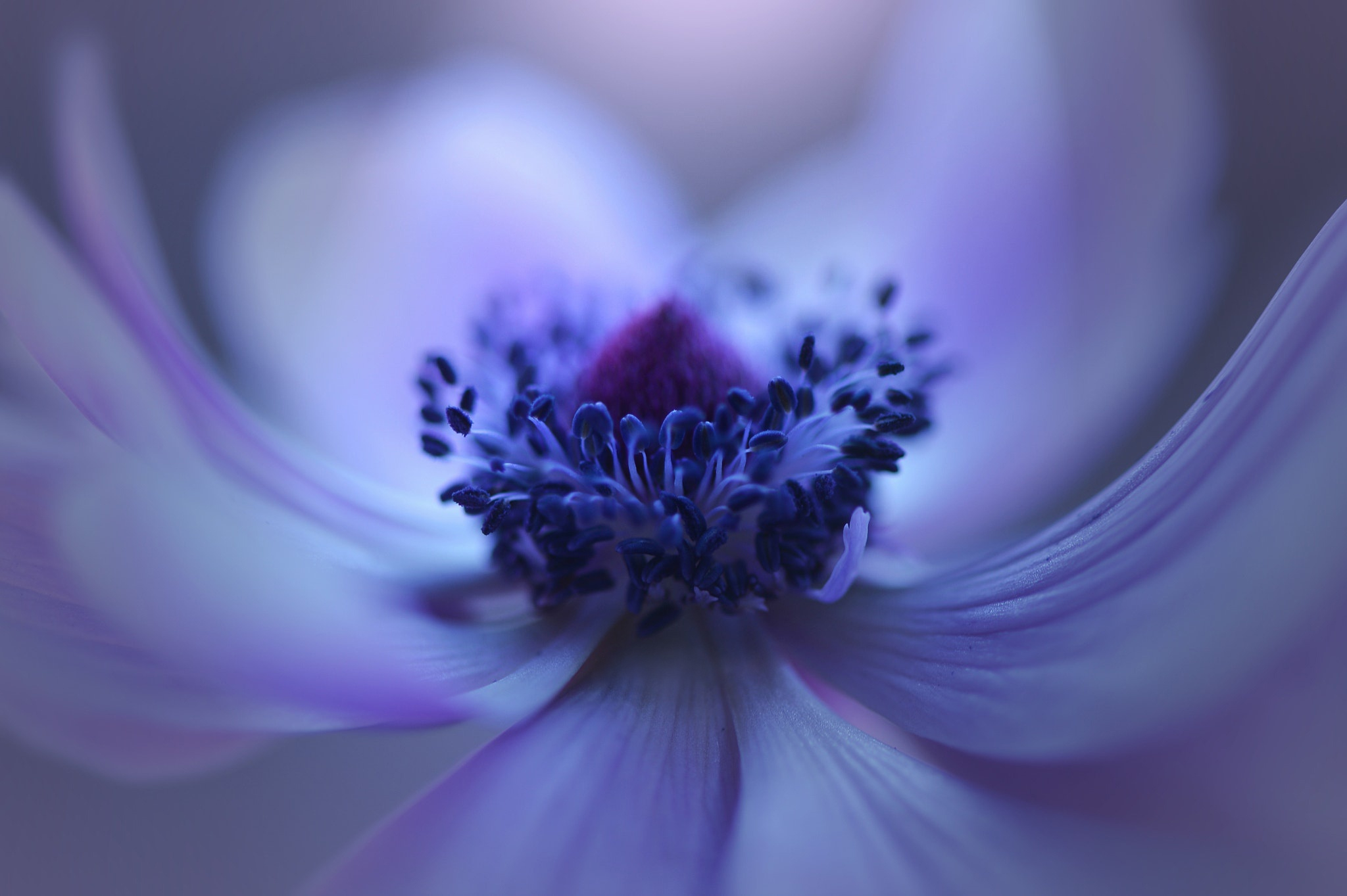 Фото бесплатно обои фиолетовый цветок, макро, туманный