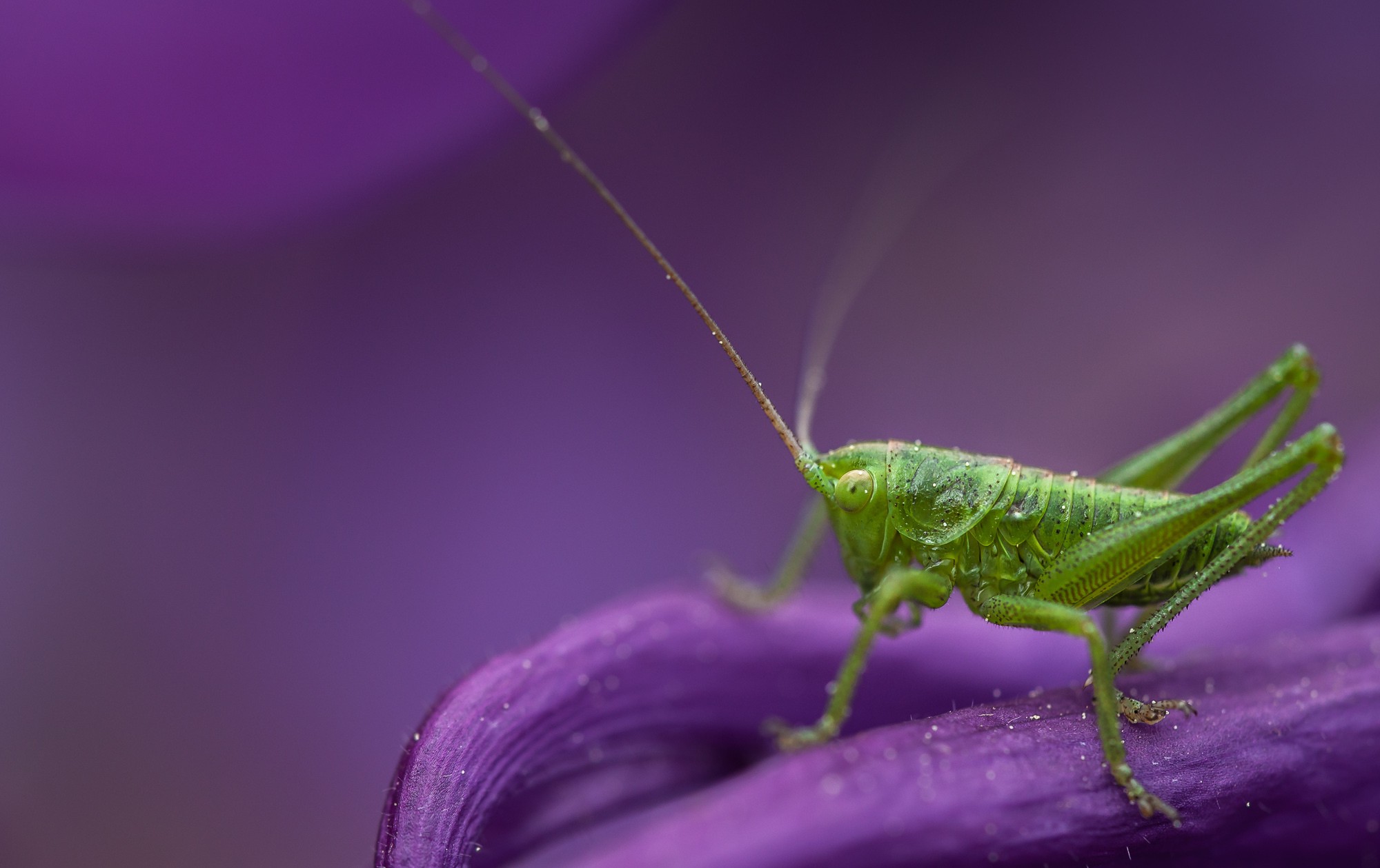 Wallpapers animals grasshopper insect on the desktop