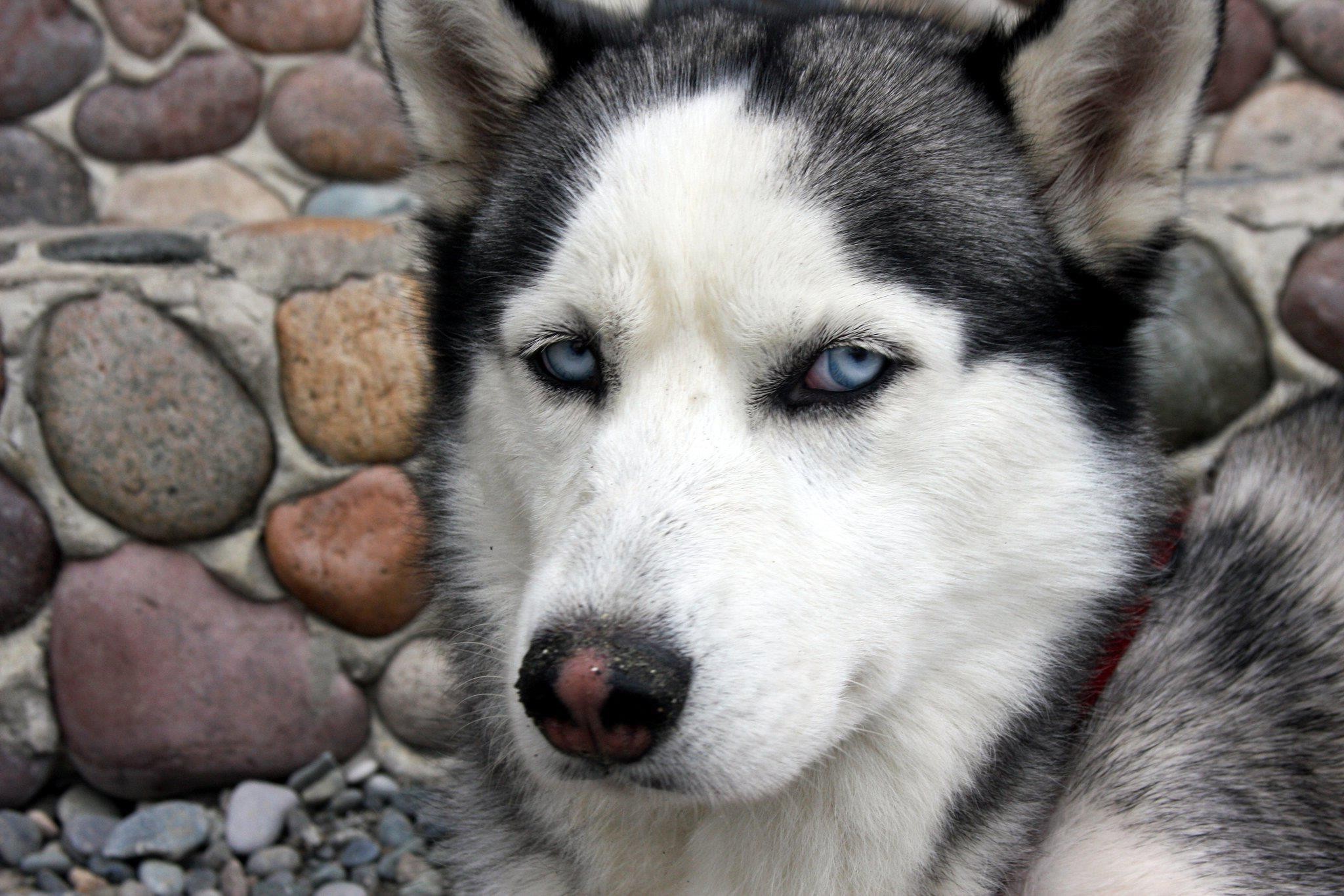 Photo free dog, siberian husky, Alaskan malamute