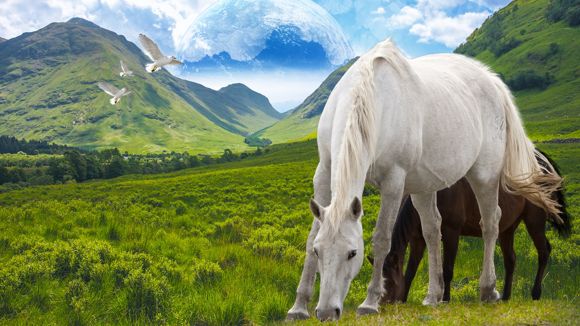 Wallpapers travel background horses head on the desktop