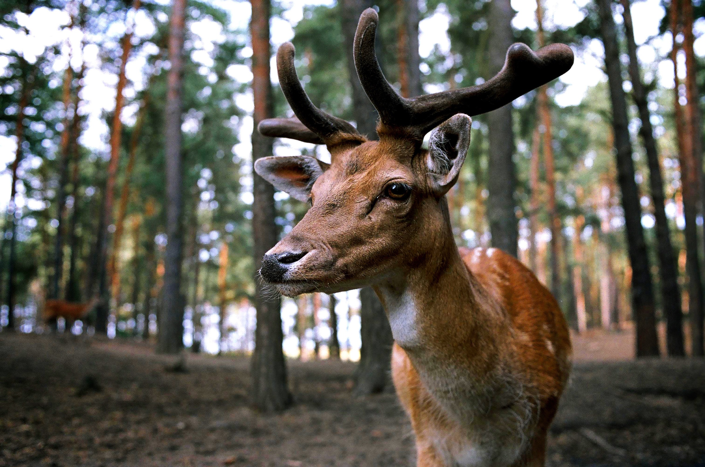 Wallpapers real deer paarhufer wildlife on the desktop
