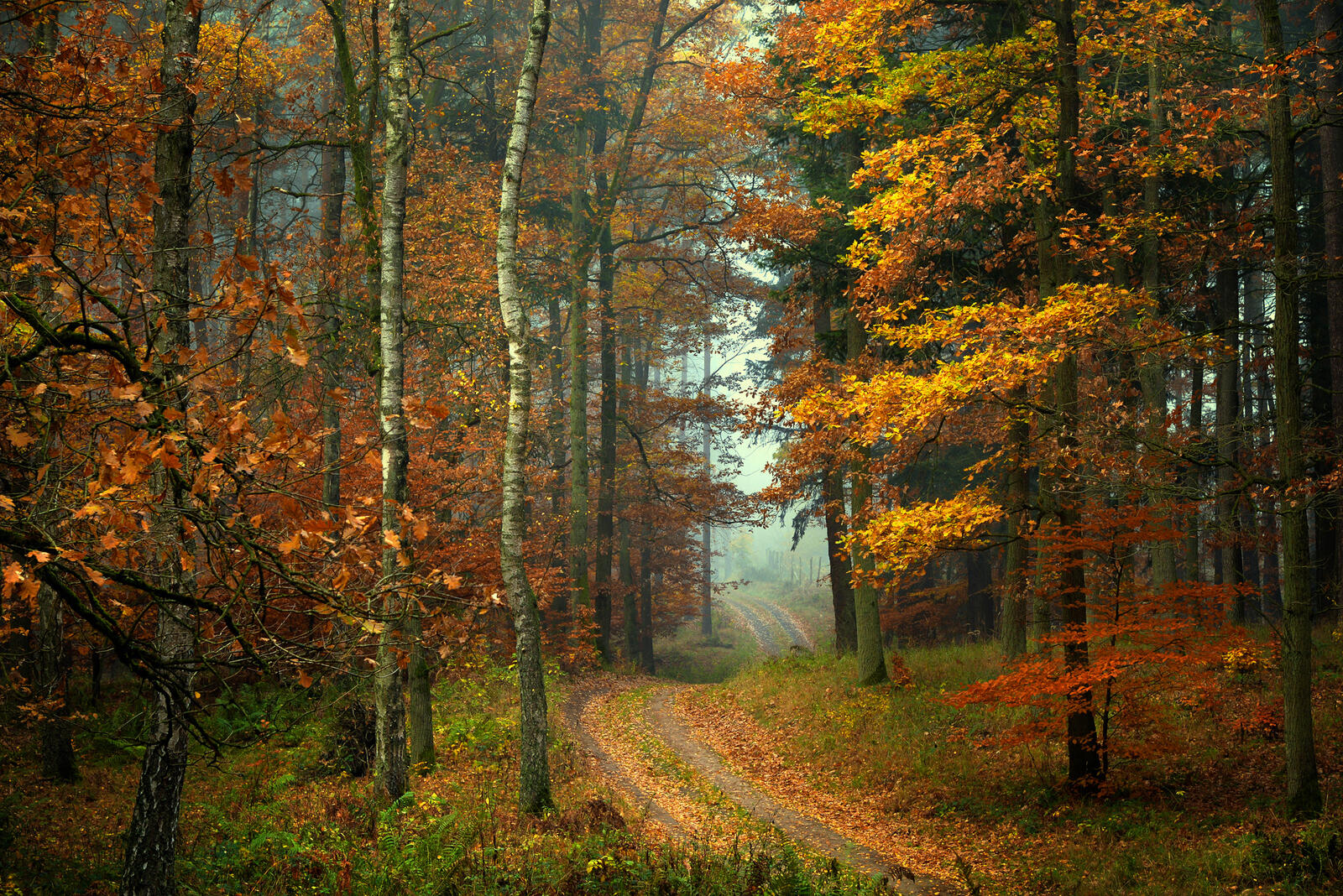 Wallpapers trees fog road in the forest on the desktop