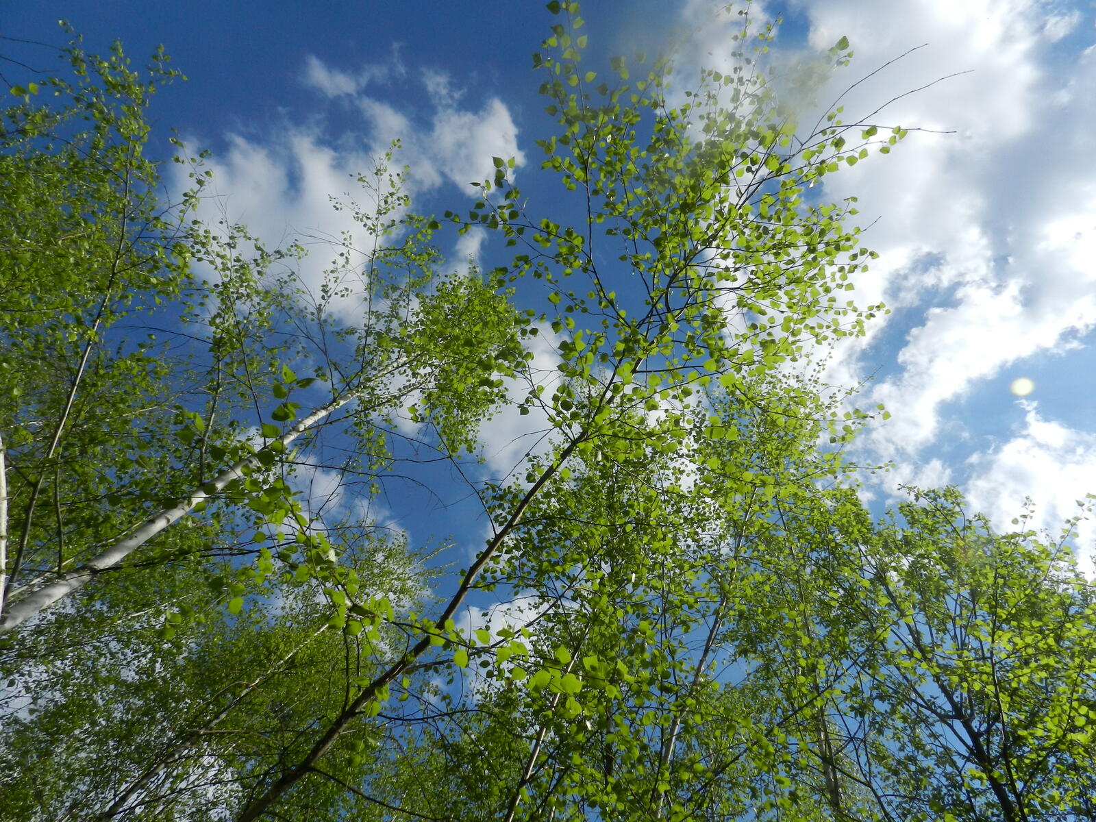 Бесплатное фото Выше к небу картинки деревьев макушек