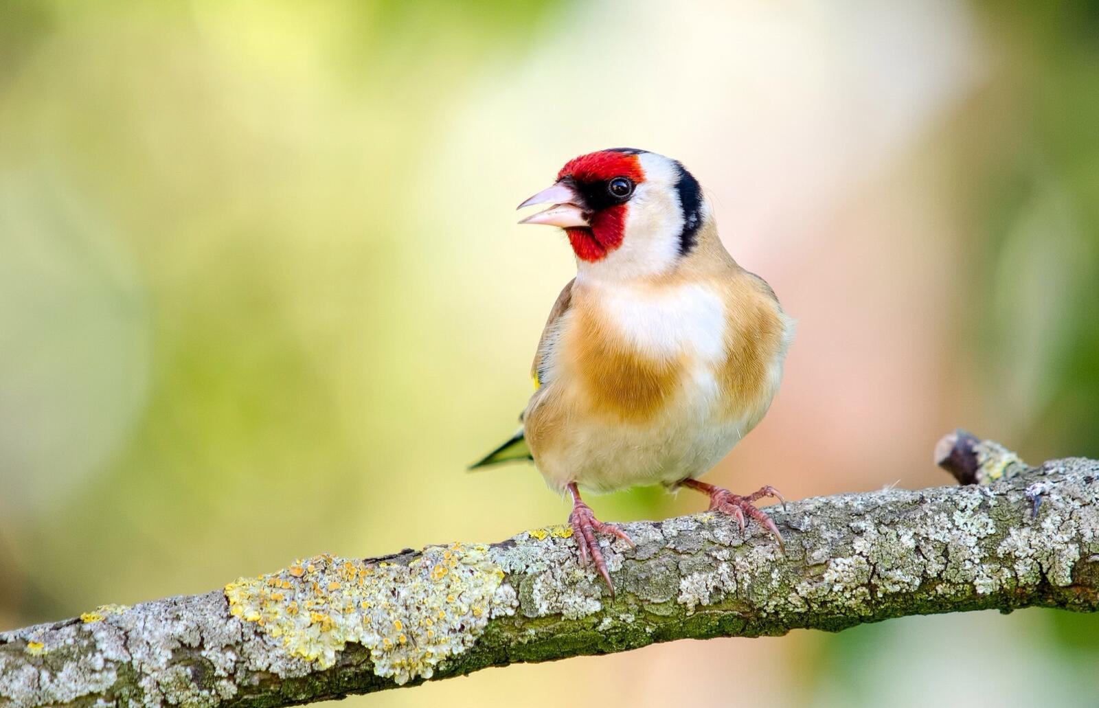 Wallpapers goldfinch branch photos on the desktop