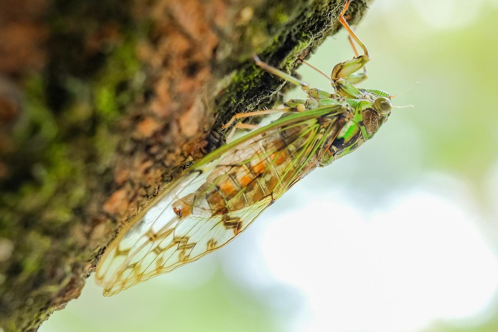 Wallpapers cicada photos invertebrate on the desktop