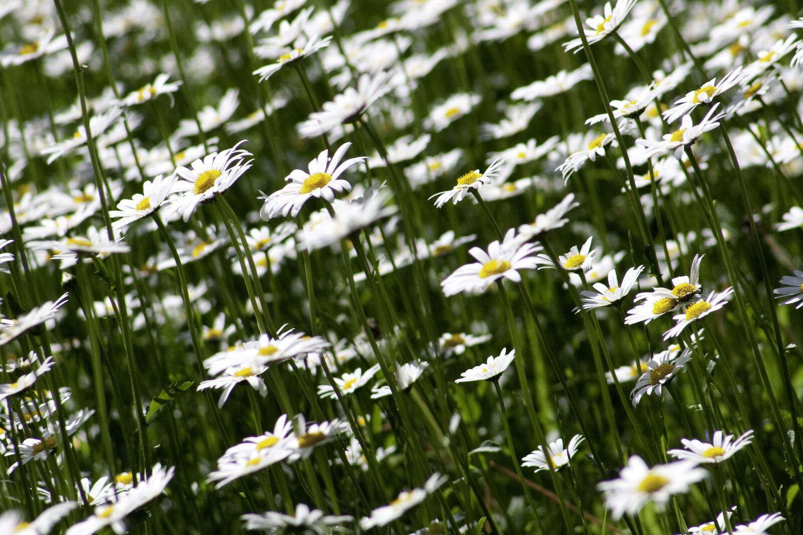 Обои полевой цветок белый цветы на рабочий стол