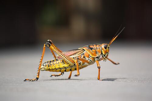 Yellow-orange grasshopper