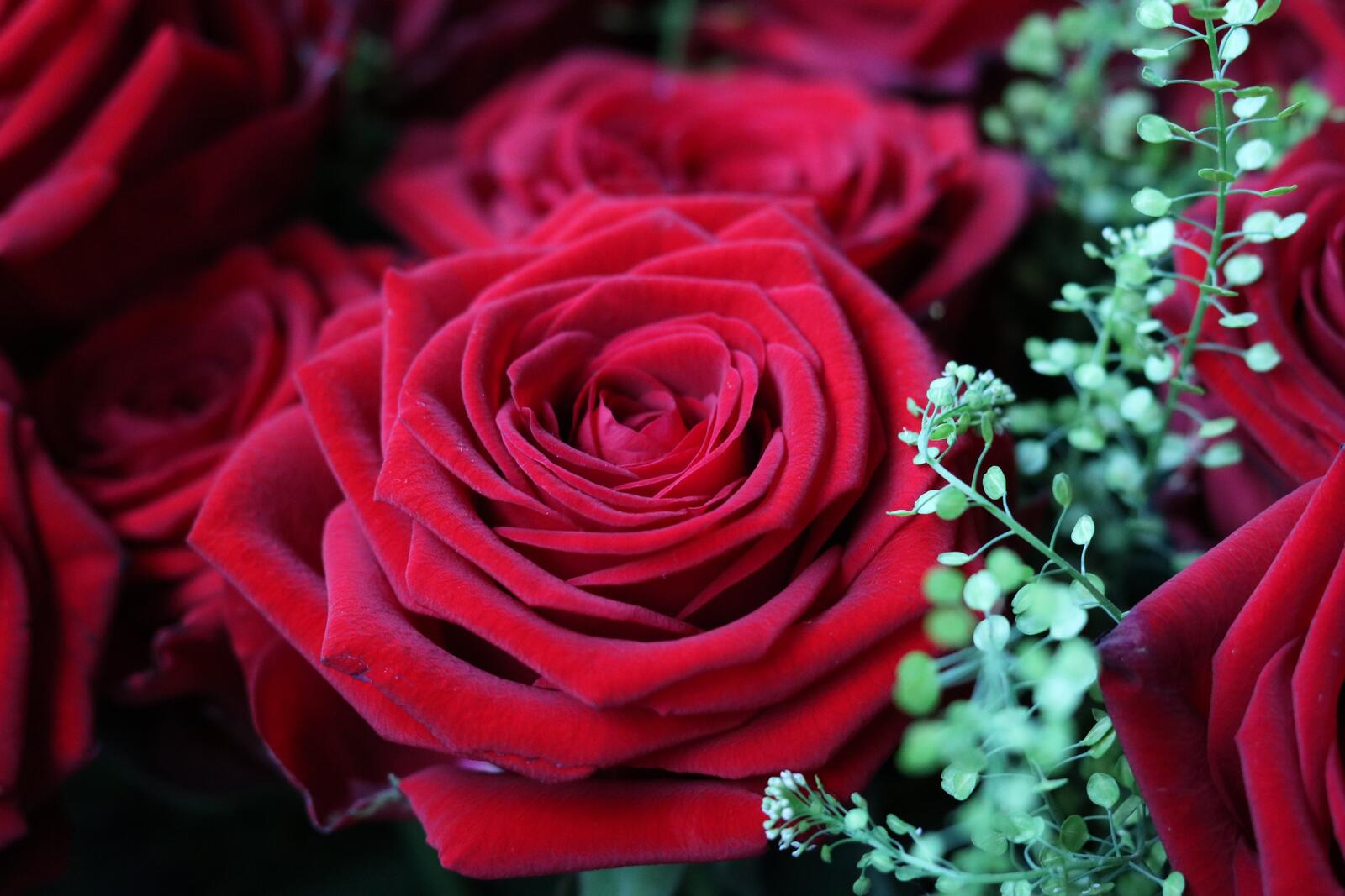 Обои лепестки обои красные розы цветы на рабочий стол