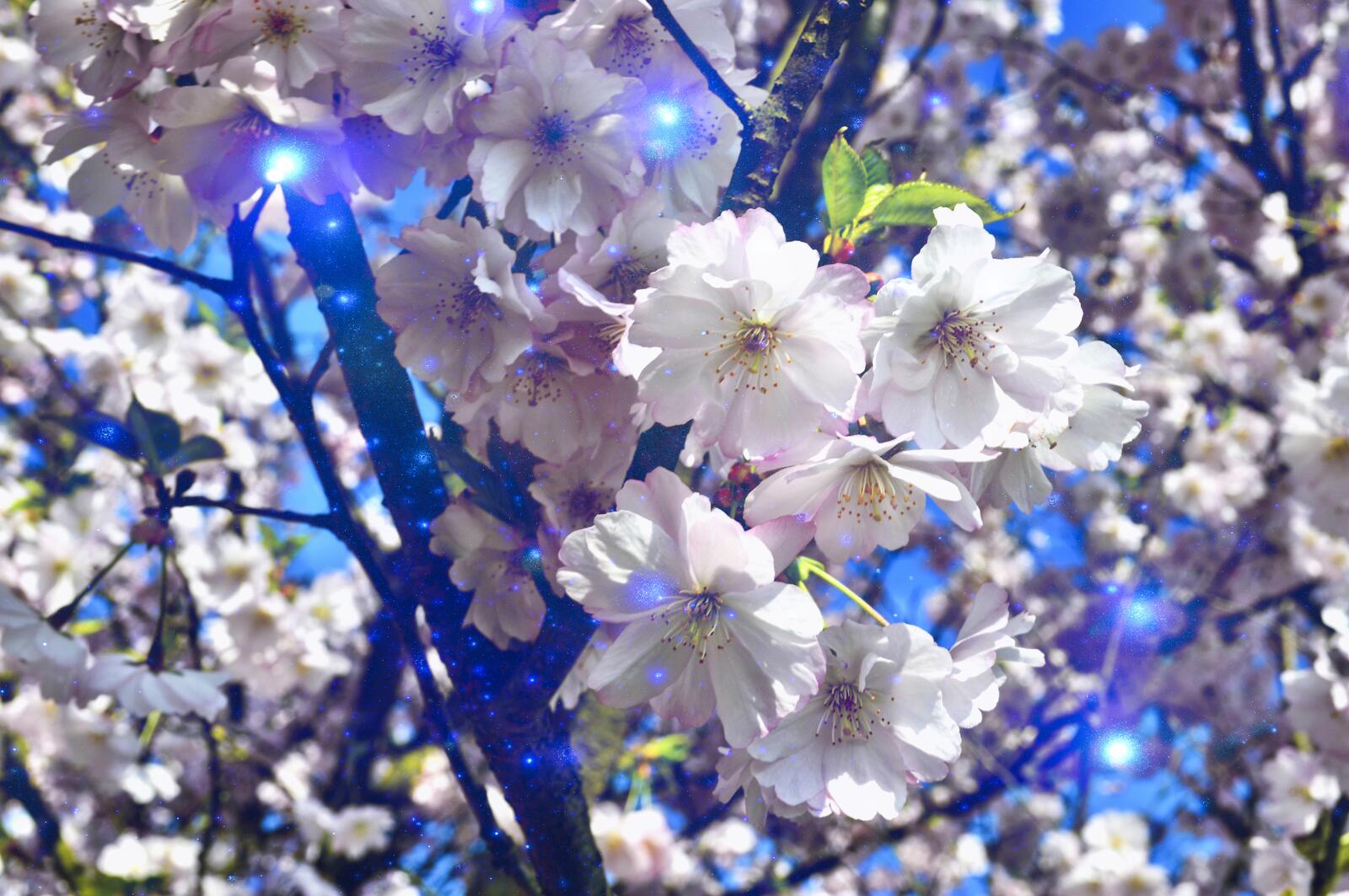 免费照片日本的樱花