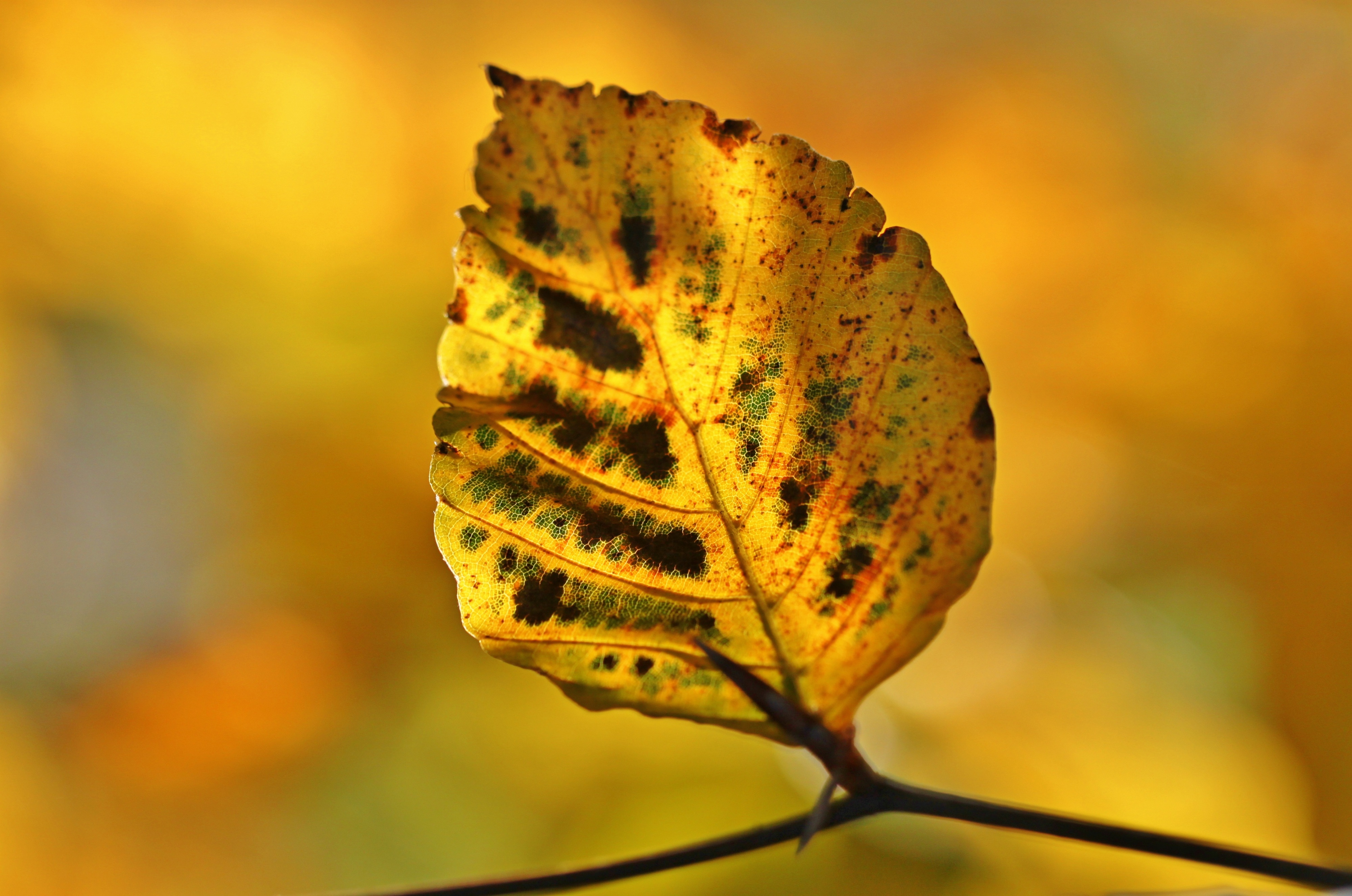 Лист осенний золотист. Листья золотые. Падающие листья. Лист растения Золотая осень. Осенние листья крупным планом фото.