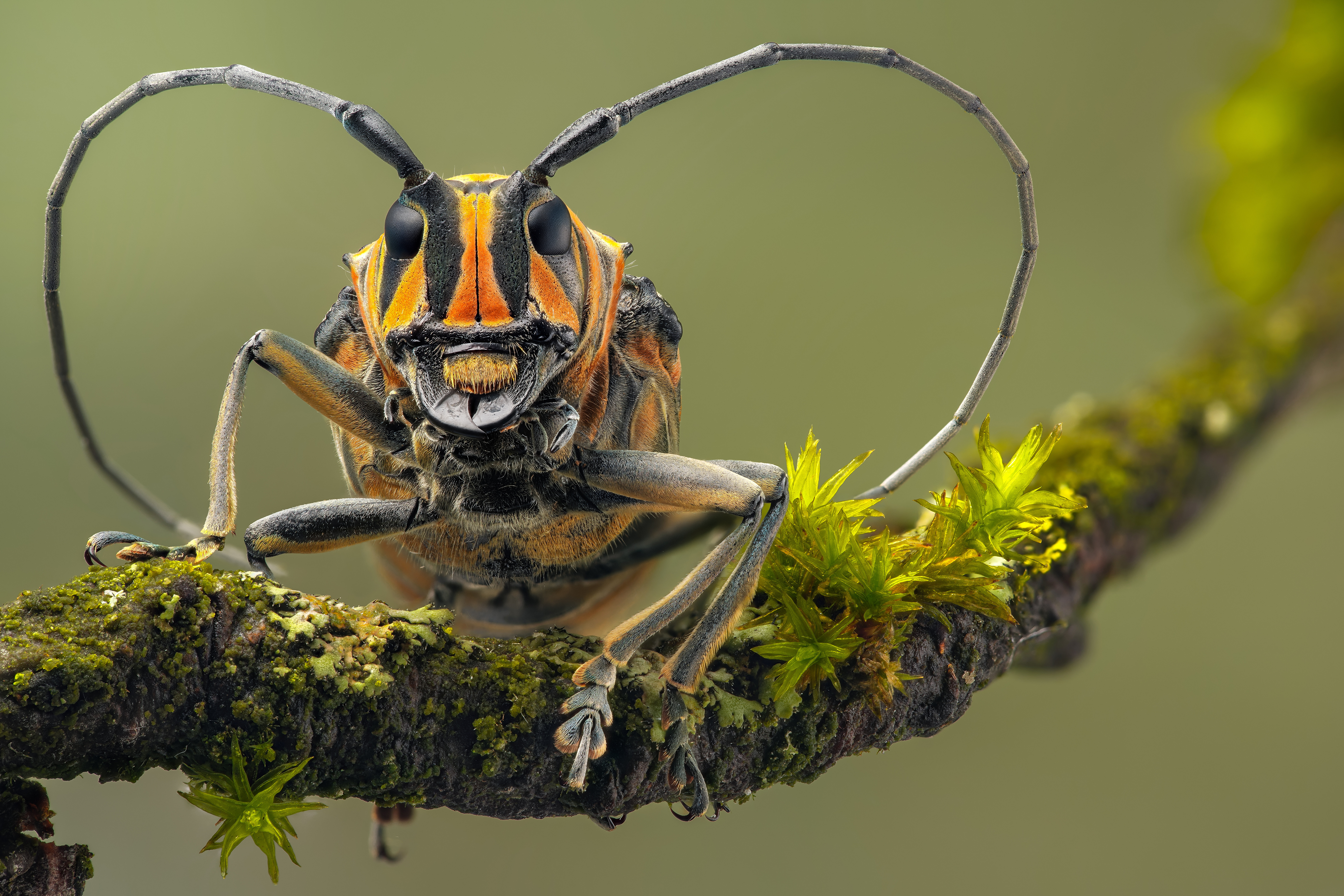 Бесплатное фото Усатый жук