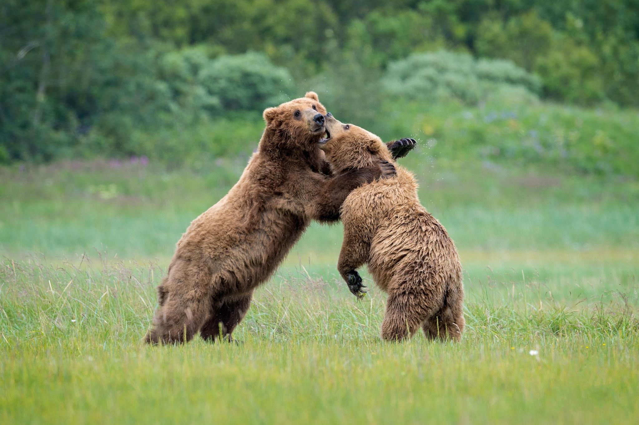 Wallpapers brown bear brown bears predatory mammal on the desktop