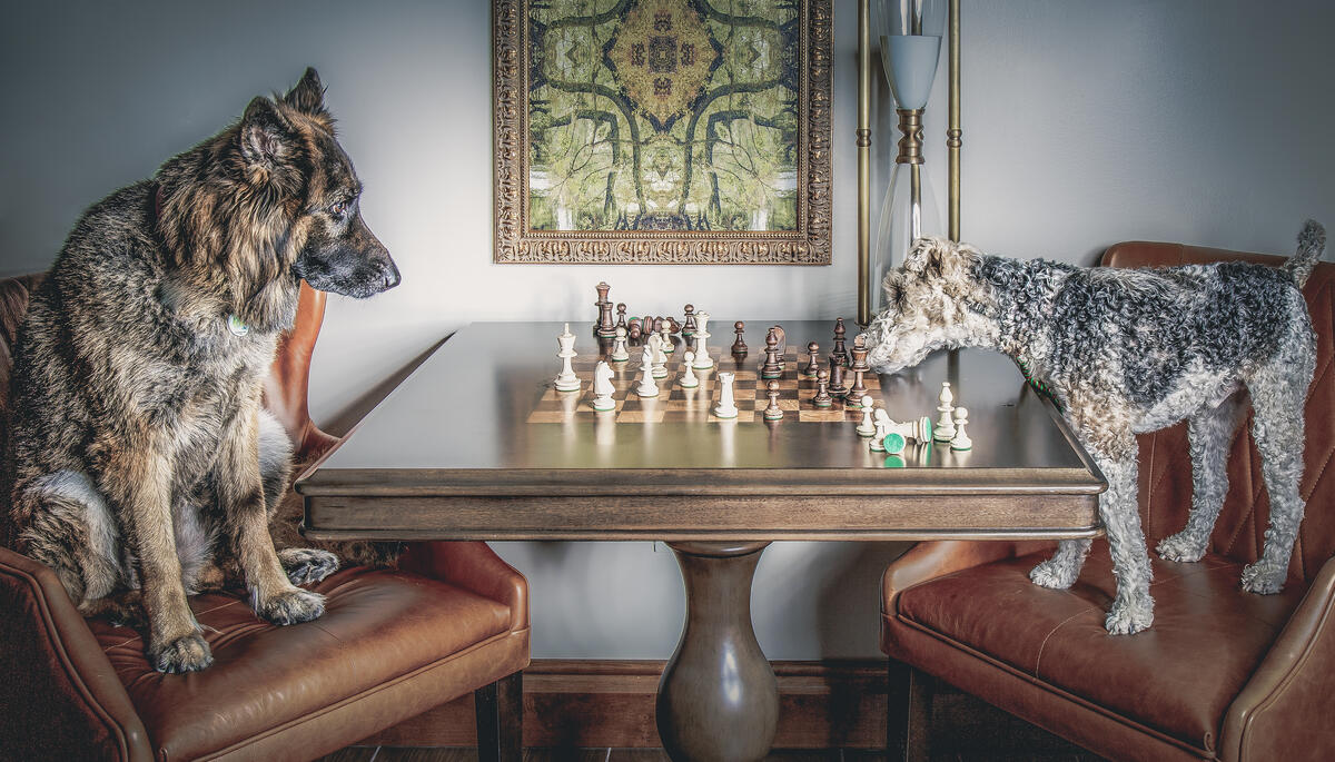 Two dogs playing chess